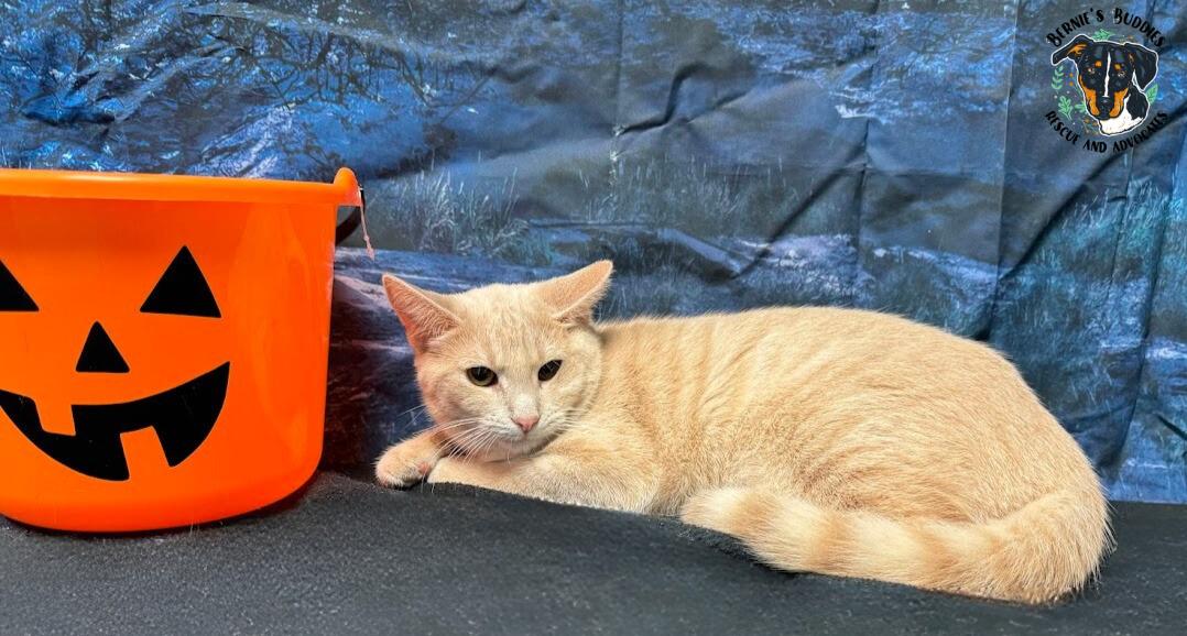 Mustard, a Adoptable Domestic Short Hair in Huntington, WV image 4/5