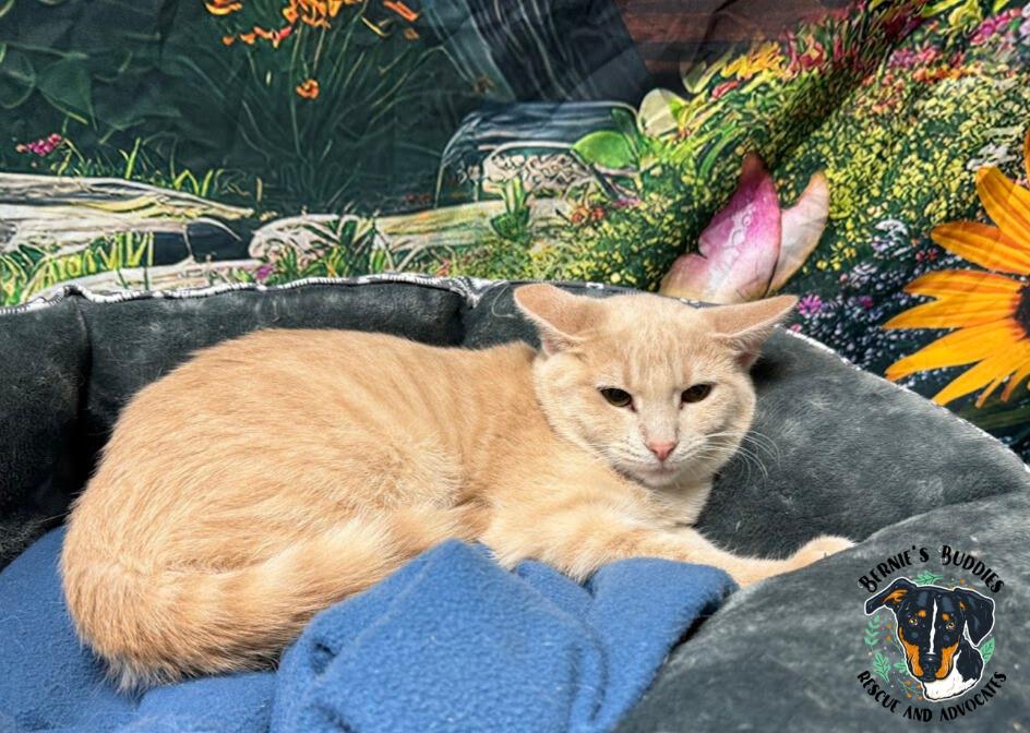 Mustard, Adoptable, Young Female Domestic Short Hair.