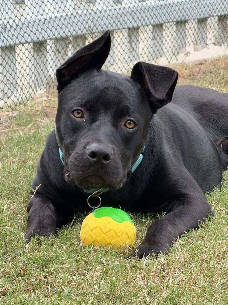 Enlarge Boris, a Adoptable Pit Bull Terrier in SAN DIEGO, CA image 1/4