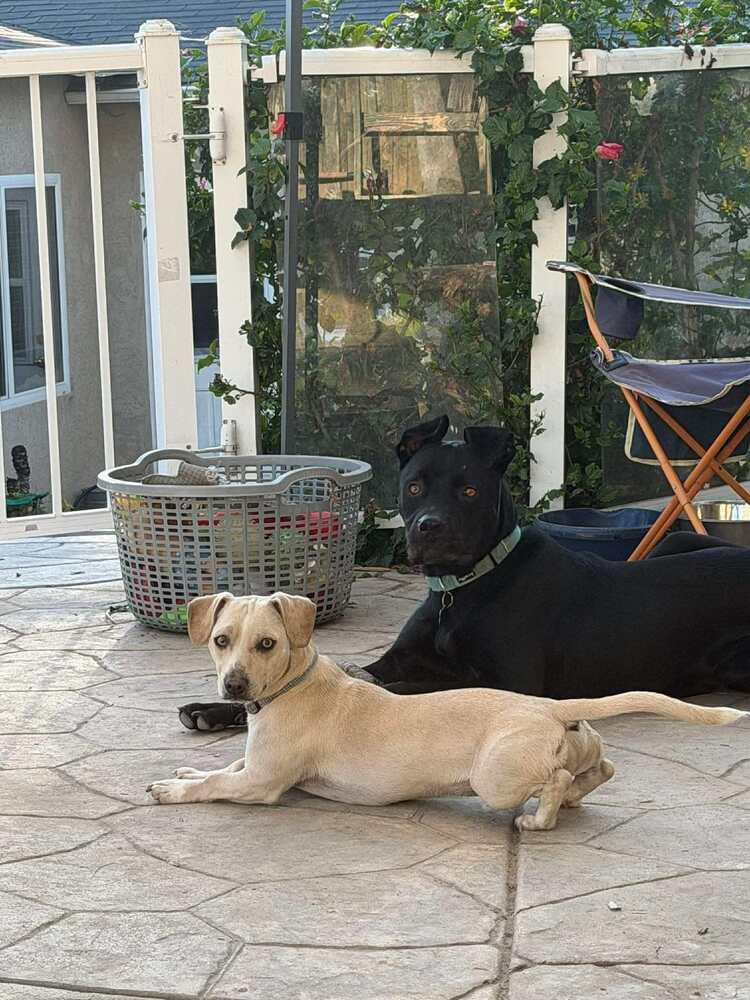 Enlarge Boris, a Adoptable Pit Bull Terrier in SAN DIEGO, CA image 2/4