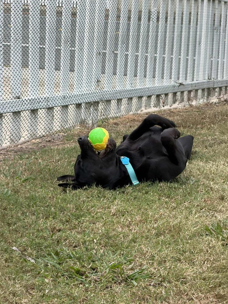 Enlarge Boris, a Adoptable Pit Bull Terrier in SAN DIEGO, CA image 3/4