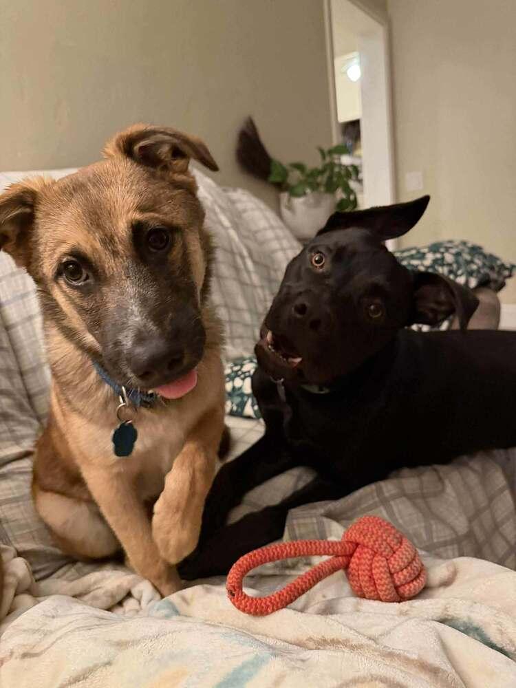 Enlarge Boris, a Adoptable Pit Bull Terrier in SAN DIEGO, CA image 4/4