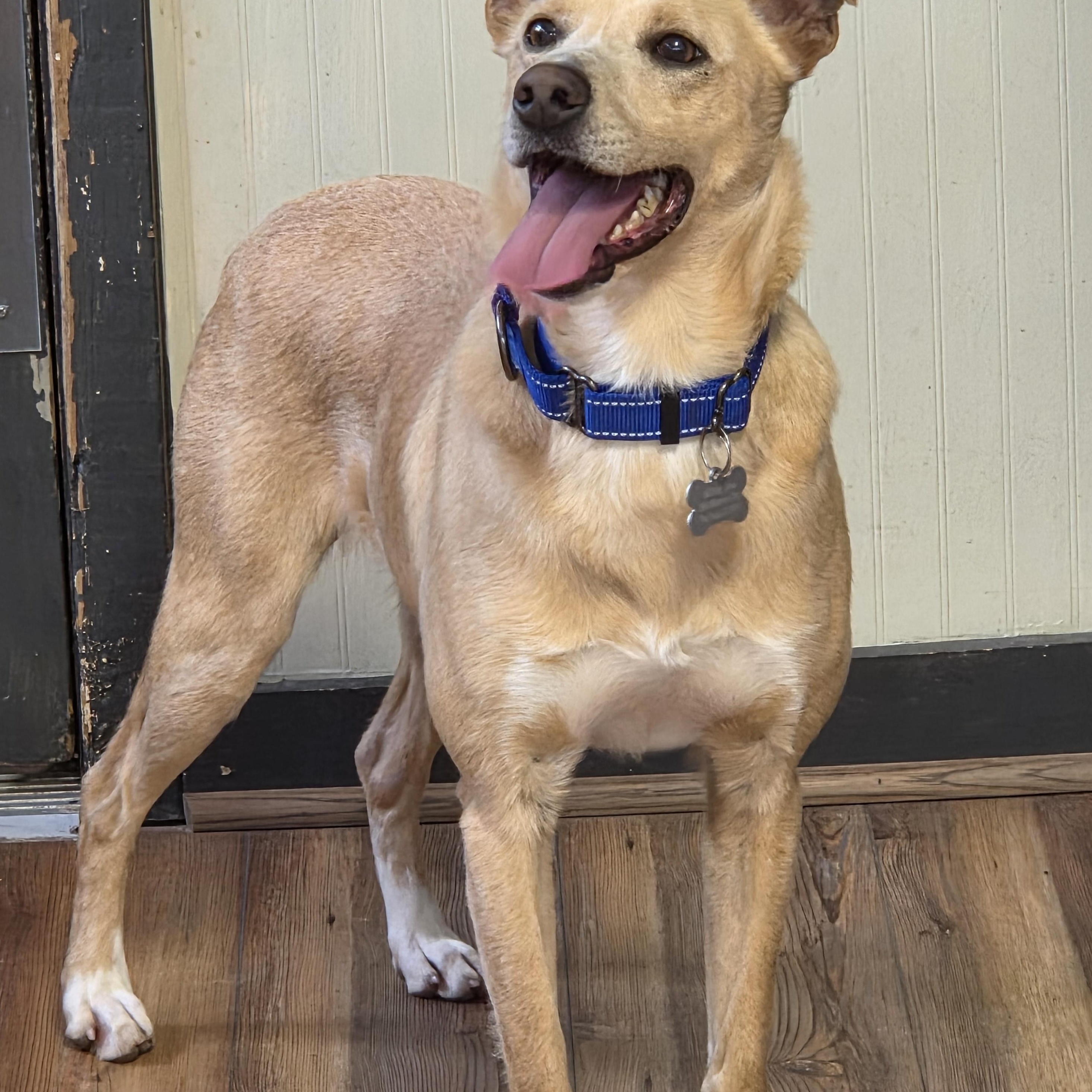Enlarge Chase, a ADOPTABLE mixed breed in Jasper, GA image 1/4