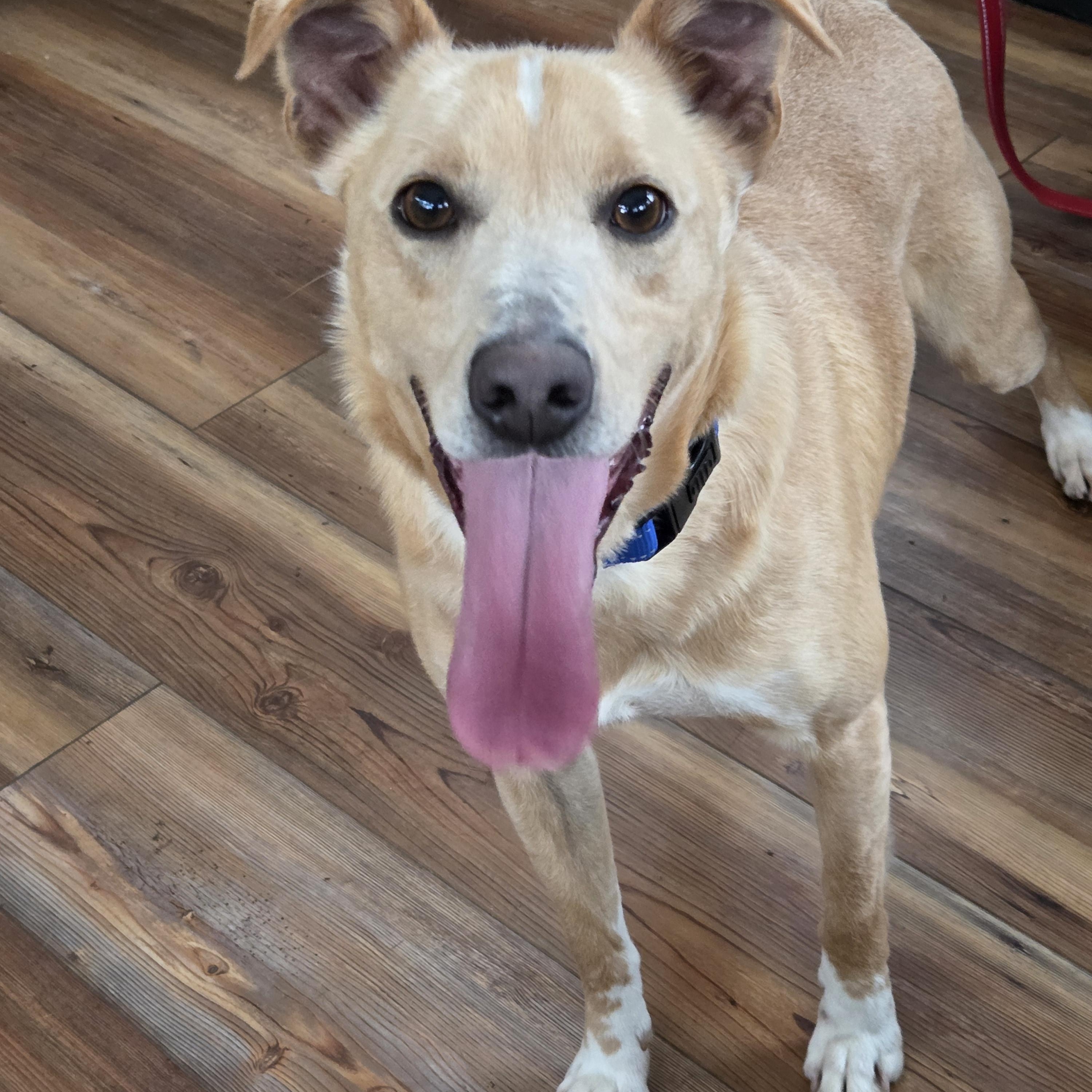 Enlarge Chase, a ADOPTABLE mixed breed in Jasper, GA image 4/4