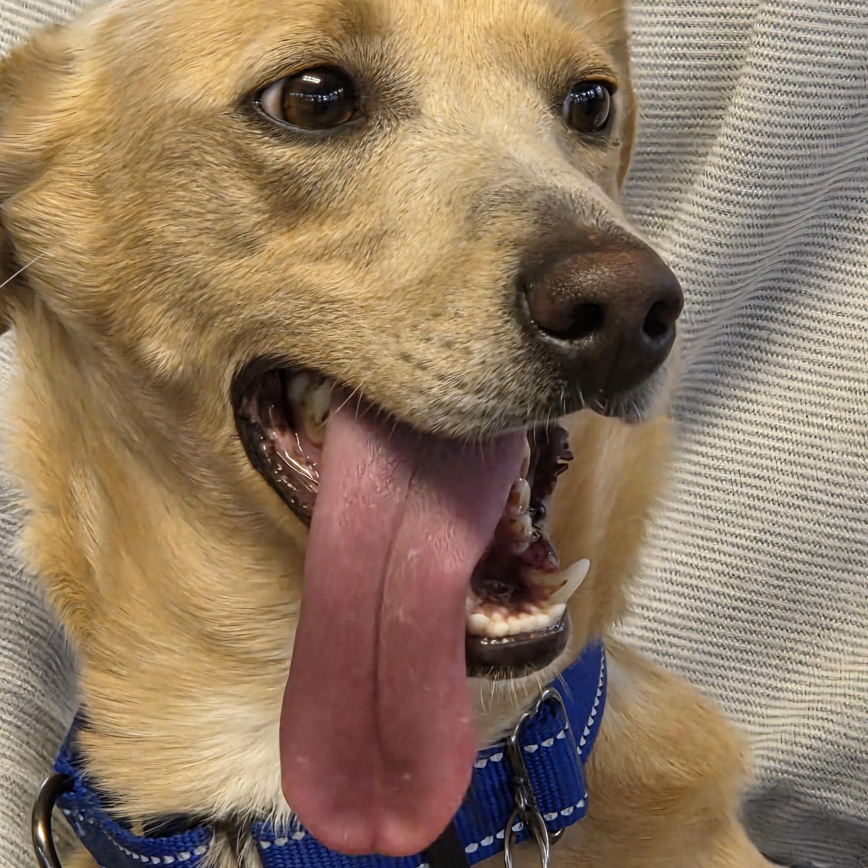 Enlarge Chase, a ADOPTABLE mixed breed in Jasper, GA image 2/4