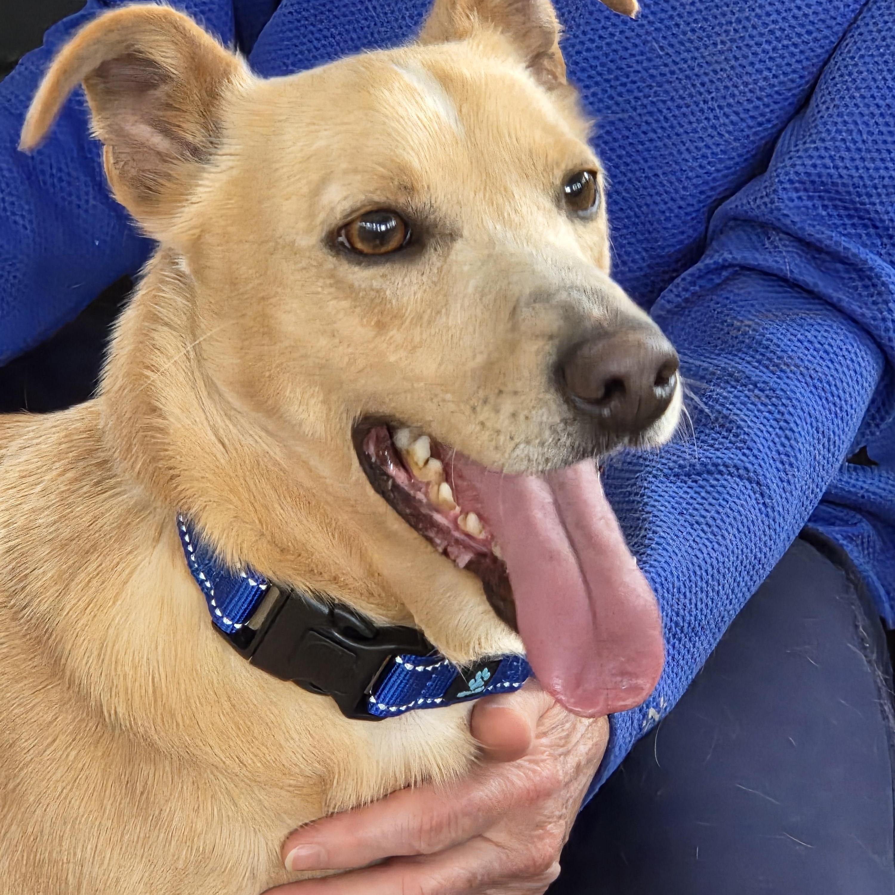 Enlarge Chase, a ADOPTABLE mixed breed in Jasper, GA image 3/4