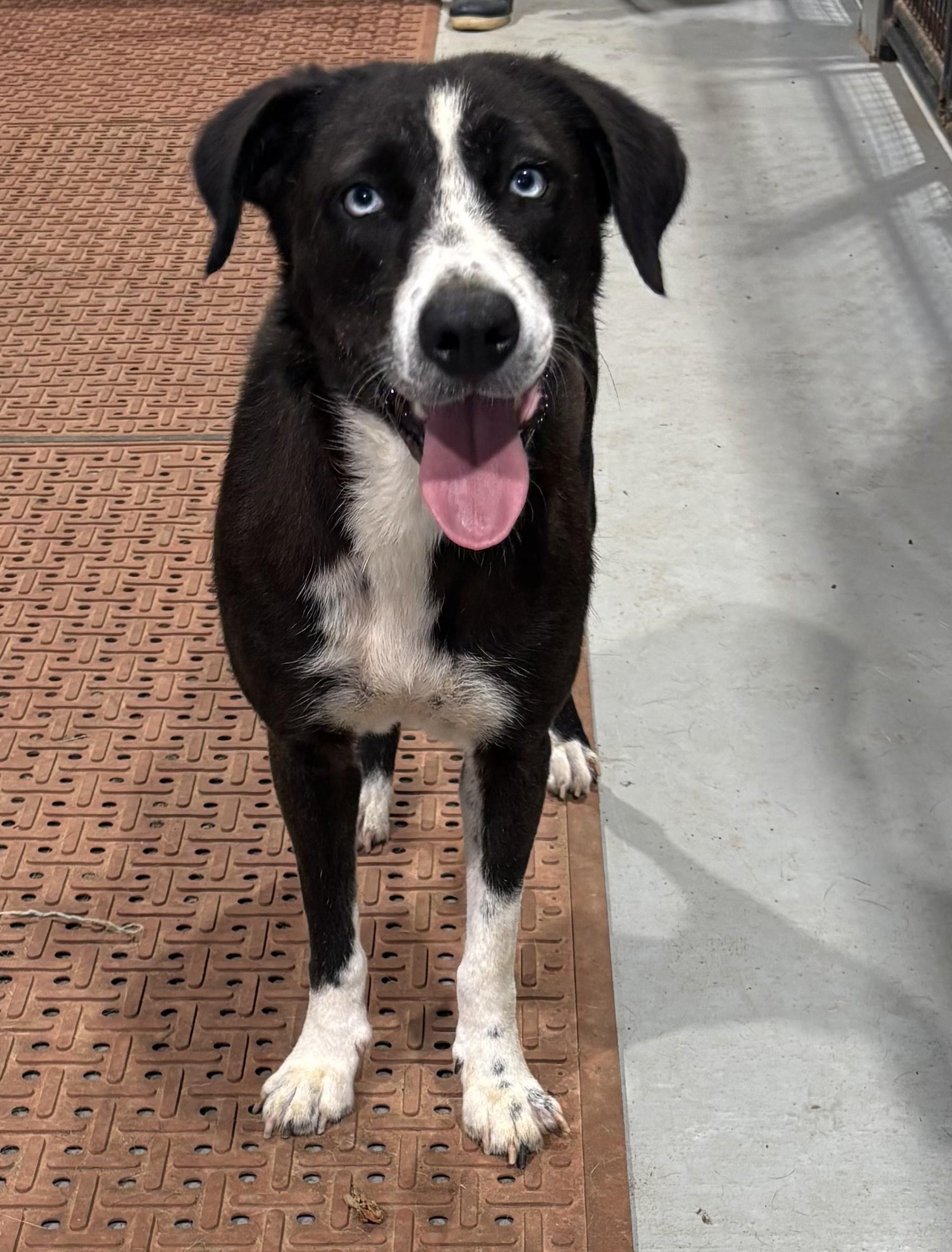 Carole, ADOPTABLE, Young Female Border Collie.