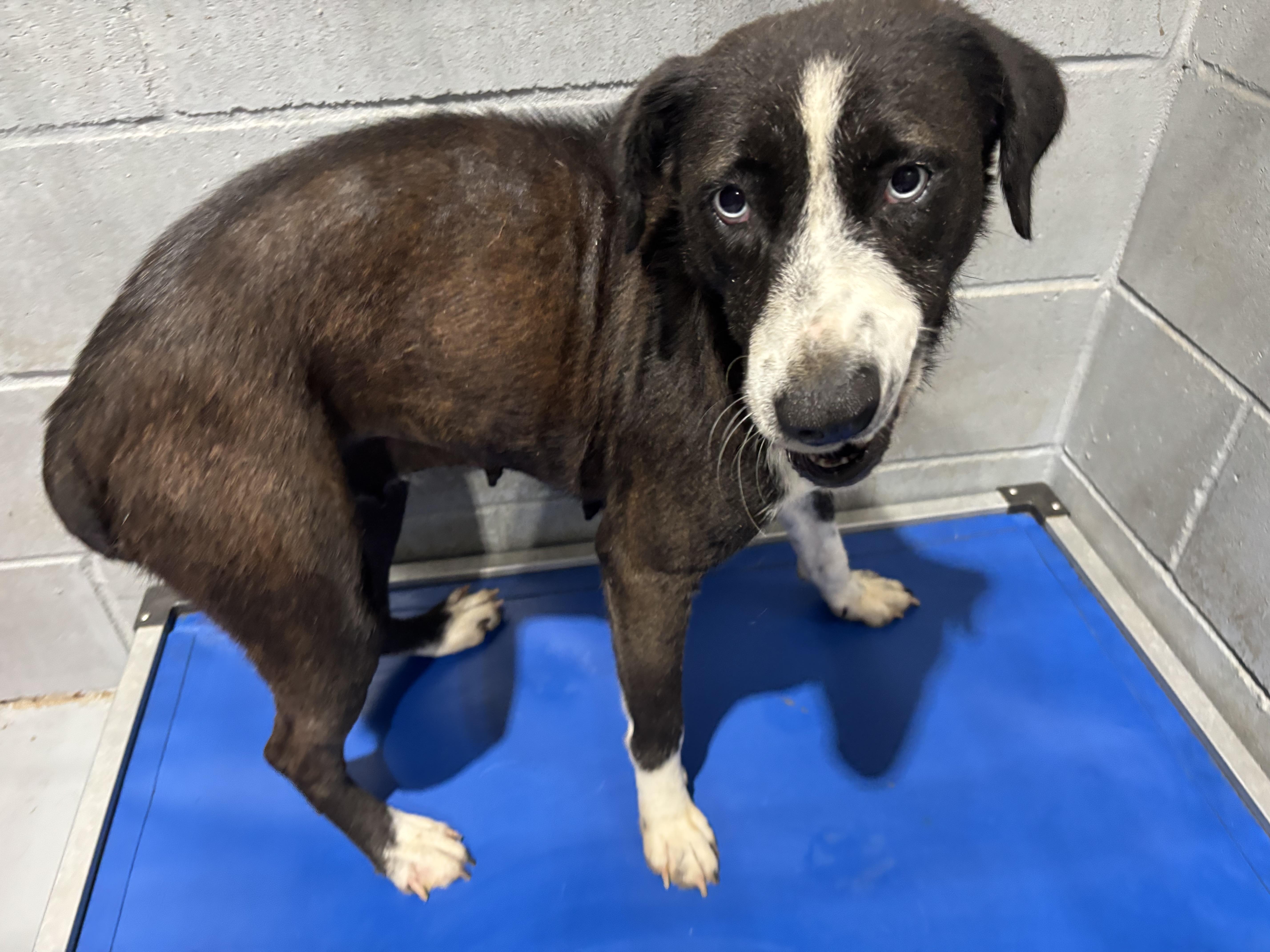 Enlarge Carole, a ADOPTABLE mixed breed in Coldspring, TX image 3/4