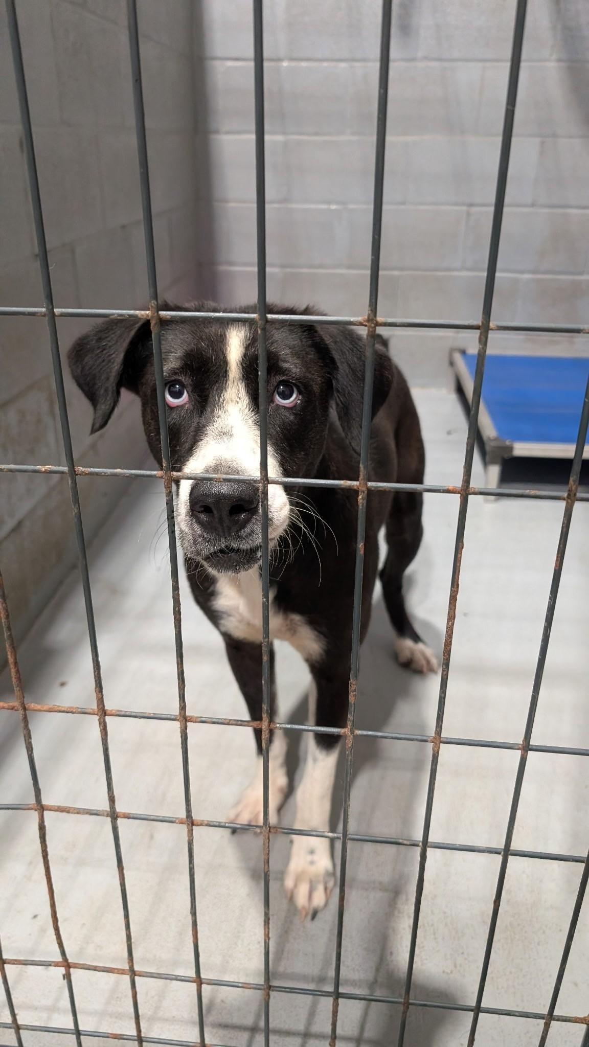 Enlarge Carole, a ADOPTABLE mixed breed in Coldspring, TX image 4/4