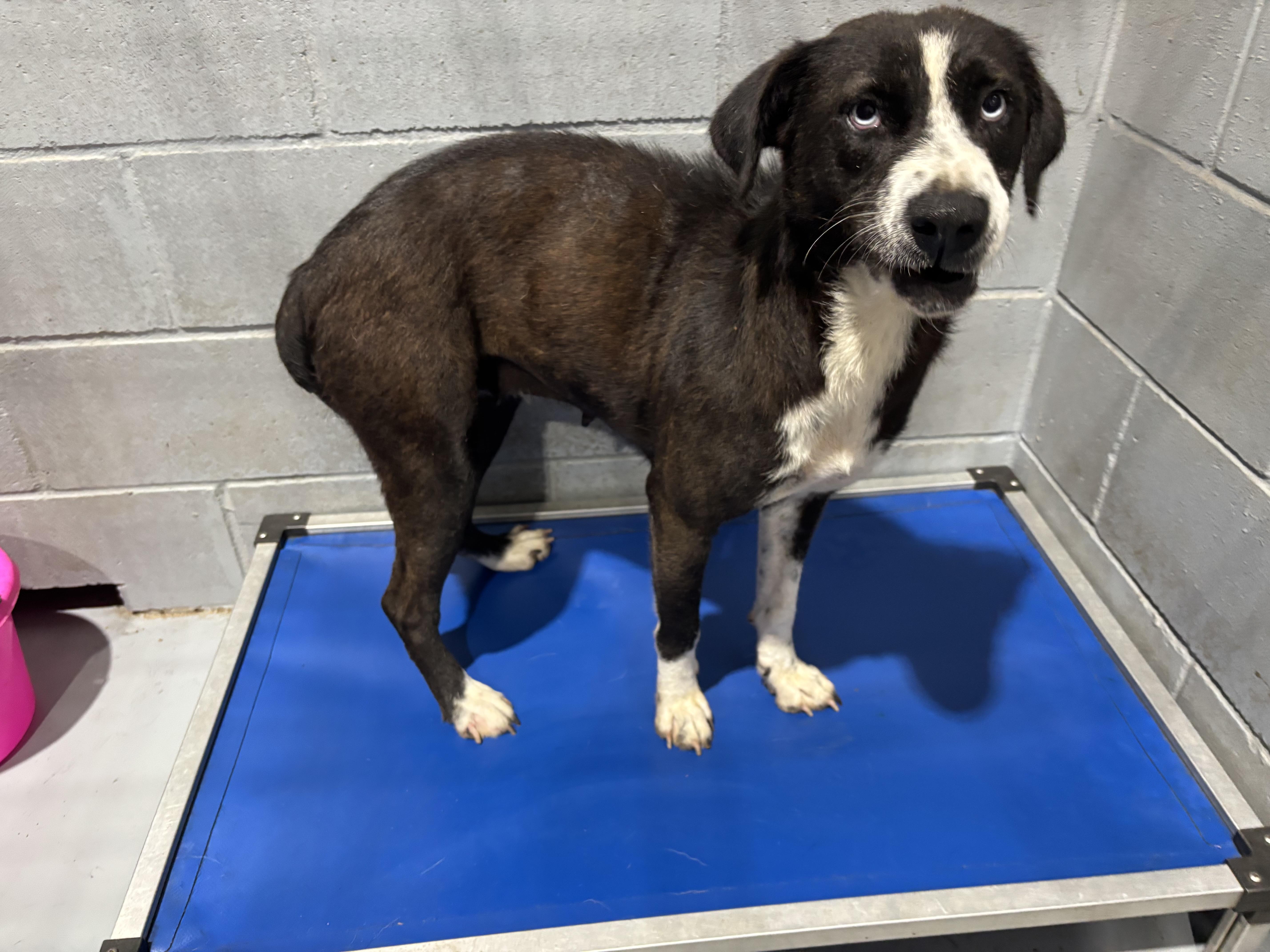 Enlarge Carole, a ADOPTABLE mixed breed in Coldspring, TX image 2/4