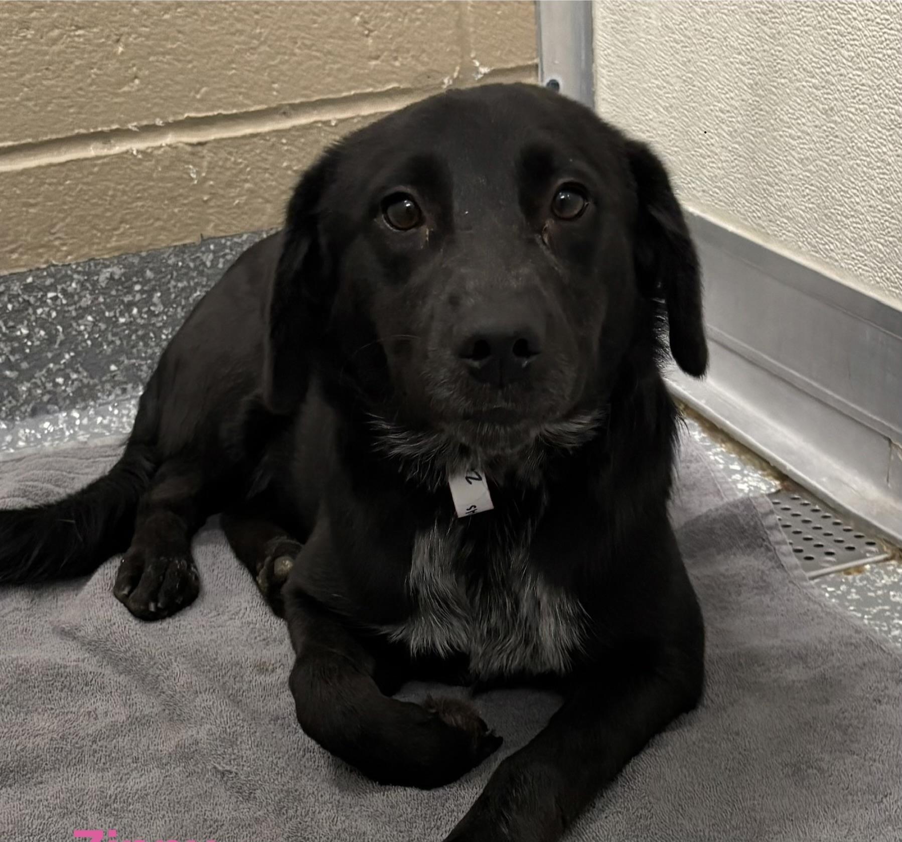 Enlarge Whimsy, a Adoptable Flat-Coated Retriever in Las Vegas, NV image 1/1