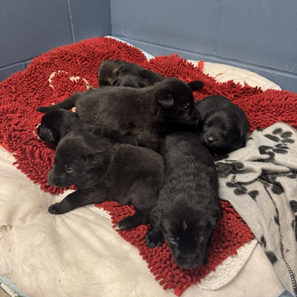 Payson, Adoptable, Puppy Female German Shepherd Dog.