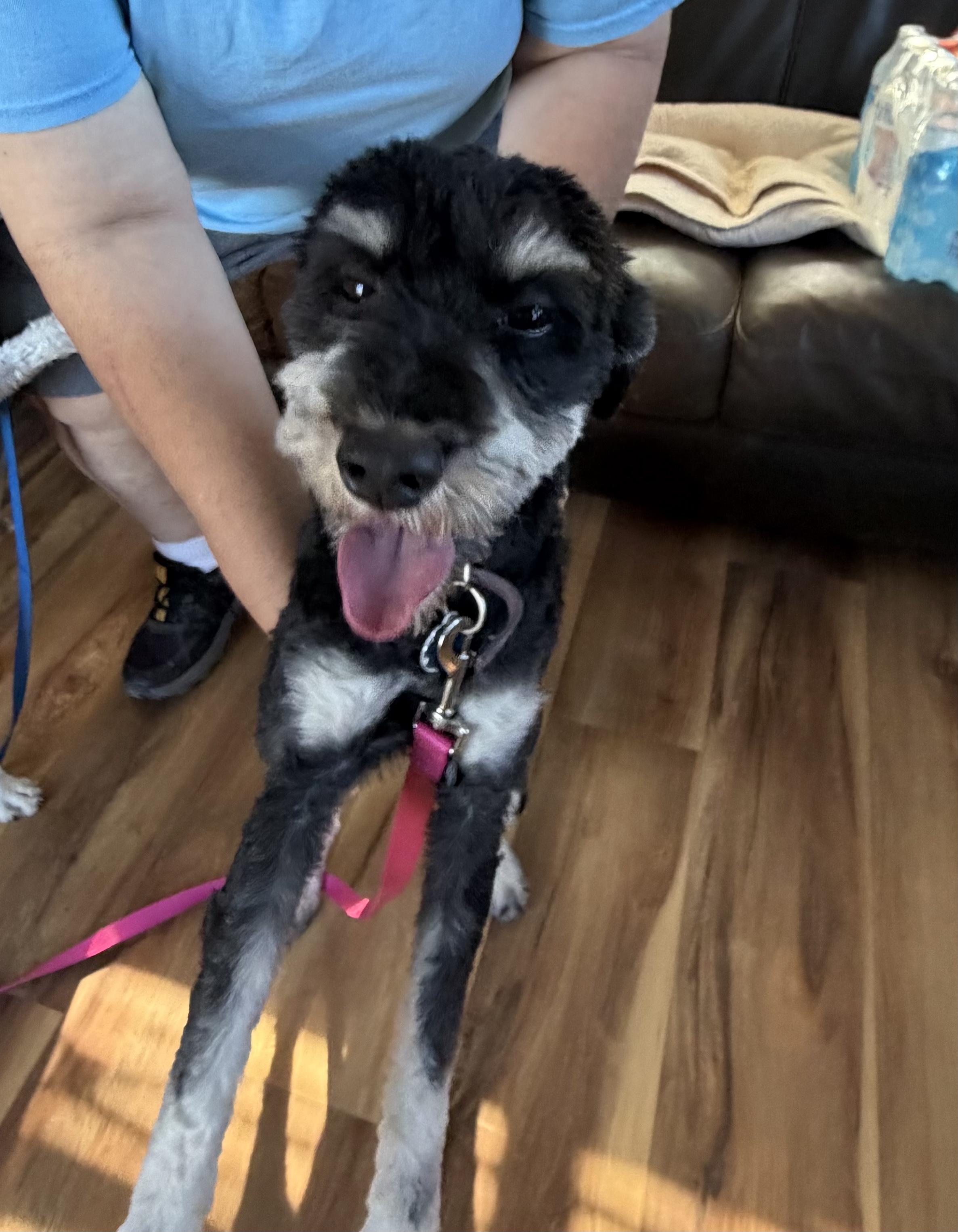Enlarge Rocket, a Adoptable mixed breed in Deming, NM image 1/1