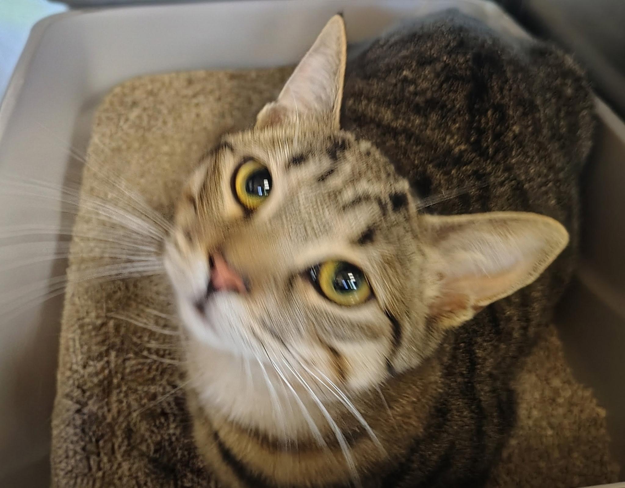 Enlarge Bonnie, an adopted Domestic Short Hair in Sierra Vista, AZ image 1/1