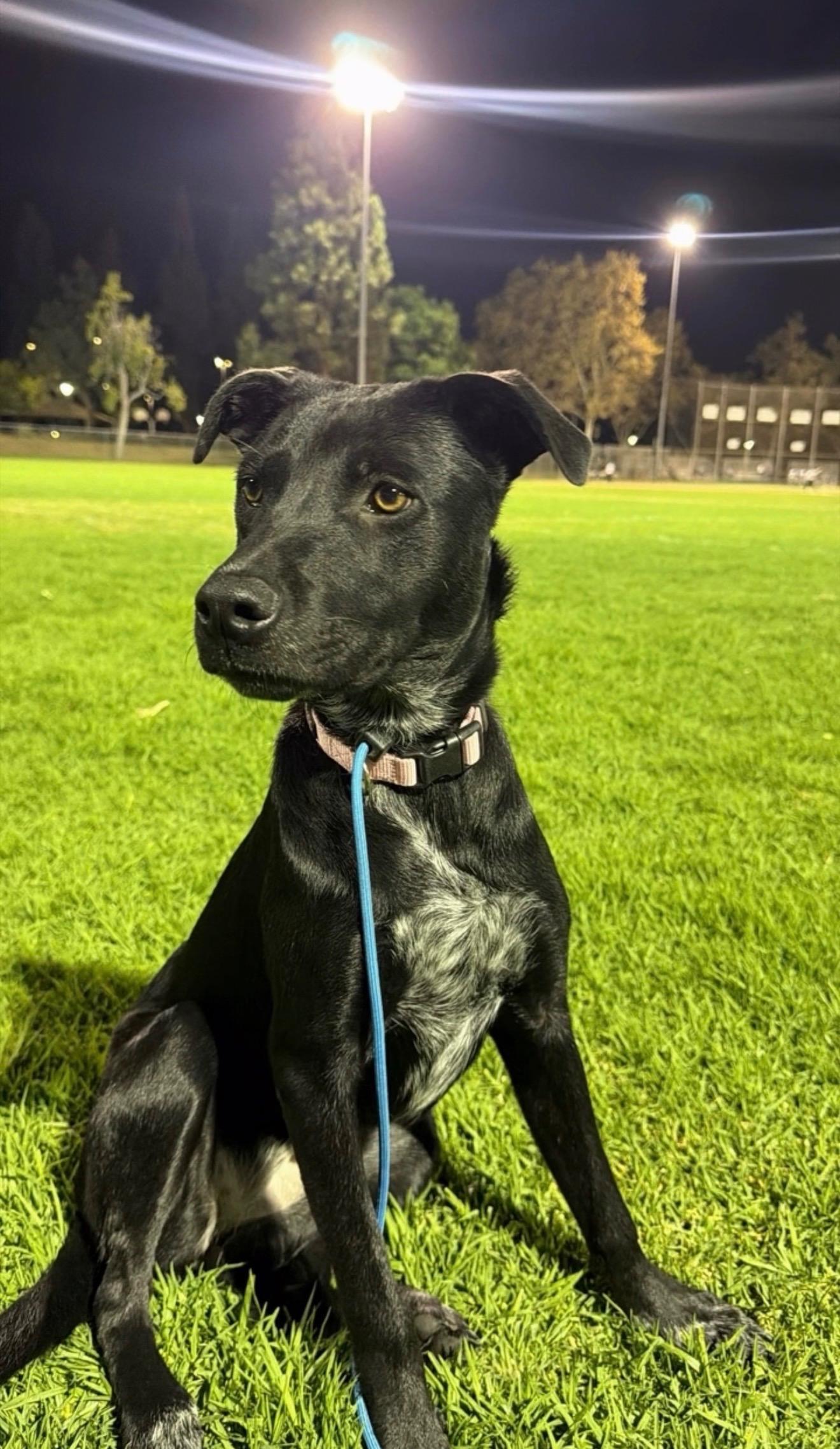Boo, Adoptable, Young Female Labrador Retriever & Cattle Dog.