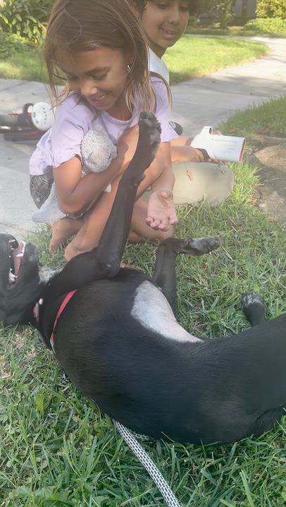 Enlarge Boo, a Adoptable mixed breed in Thousand Oaks, CA video 2/4