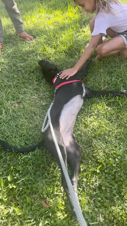 Enlarge Boo, a Adoptable mixed breed in Thousand Oaks, CA video 3/4