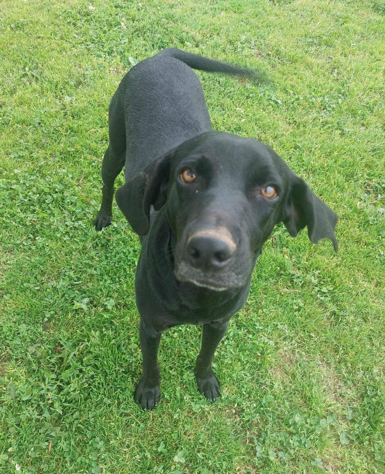 Skymir, a Adoptable mixed breed in Coldwater, MI image 1/6