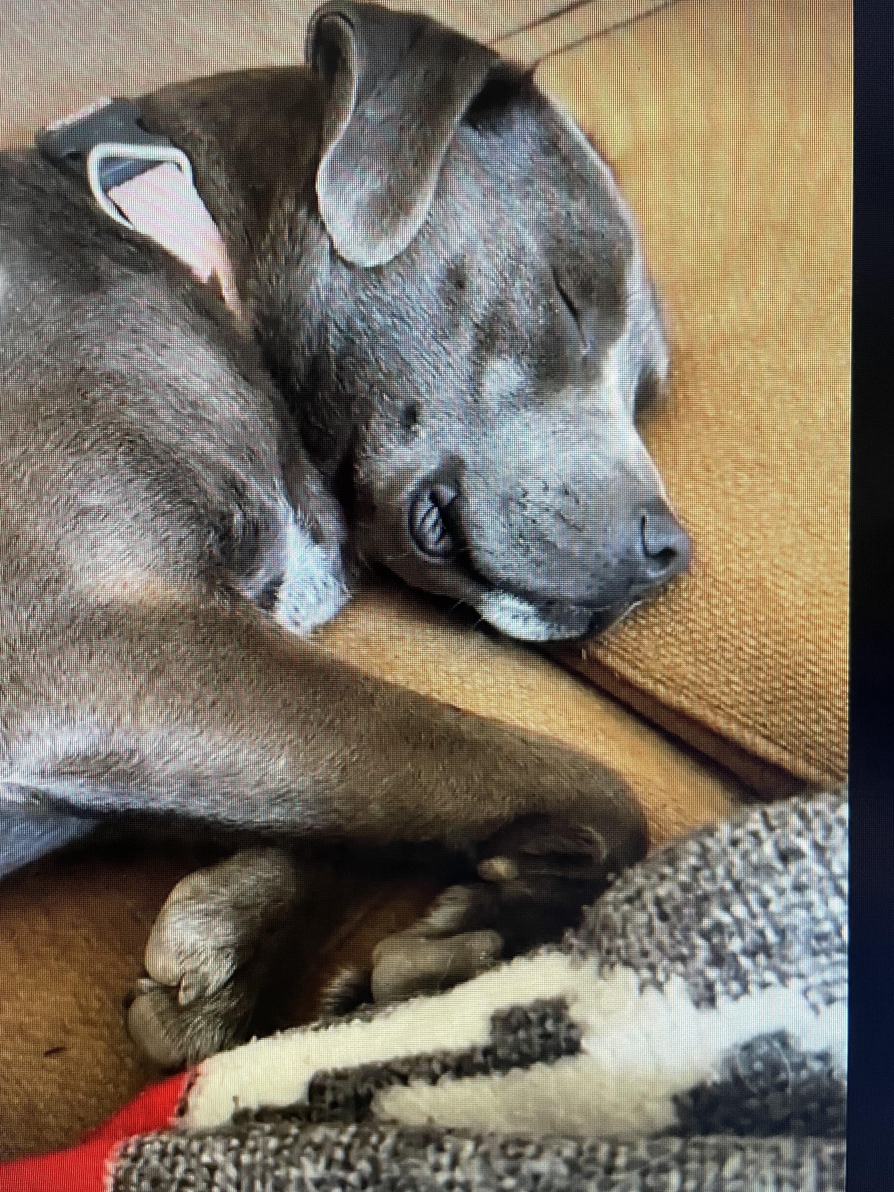 Ember, Adoptable, Young Female Black Labrador Retriever.