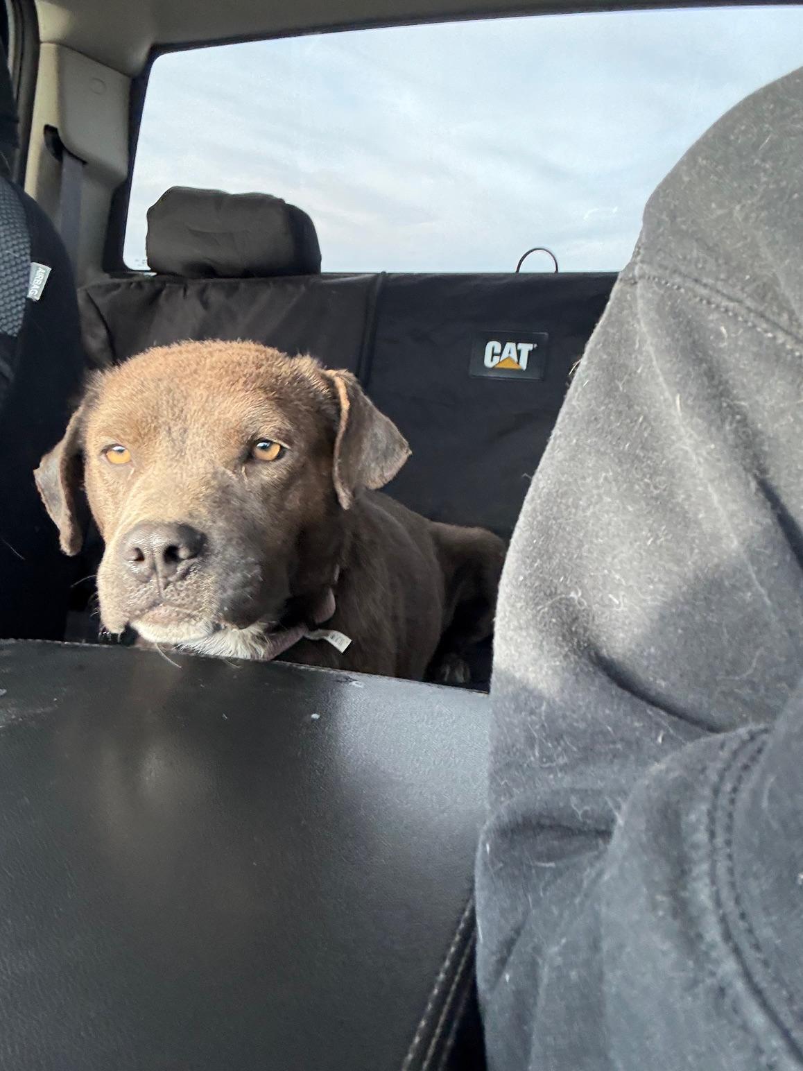 Ember, a Adoptable mixed breed in Farmington, NM image 3/3