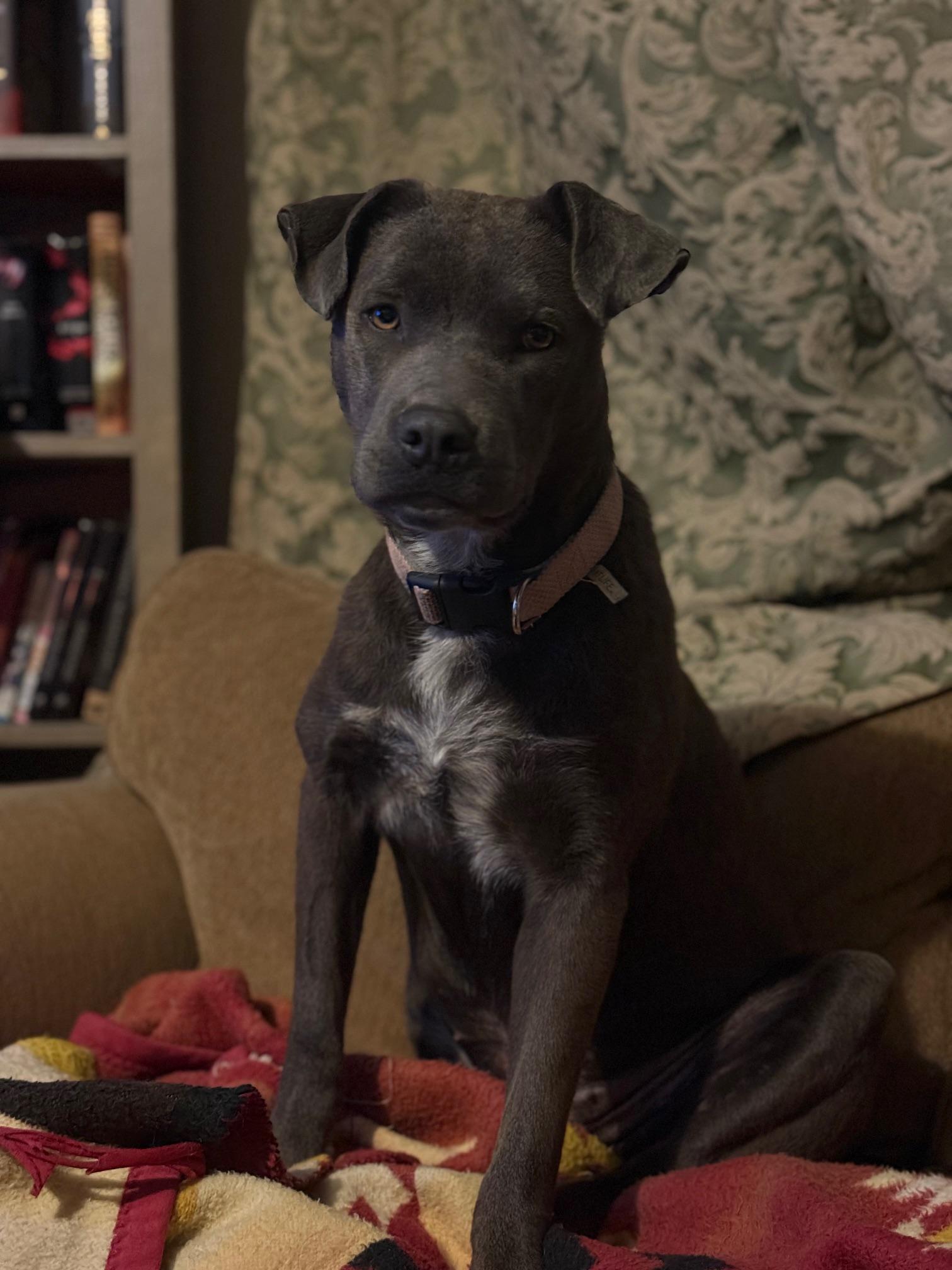 Ember, a Adoptable mixed breed in Farmington, NM image 2/3