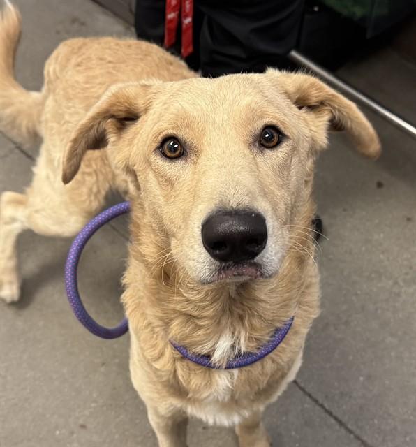 Enlarge WINSLOW, a Adoptable mixed breed in Tucson, AZ image 1/1