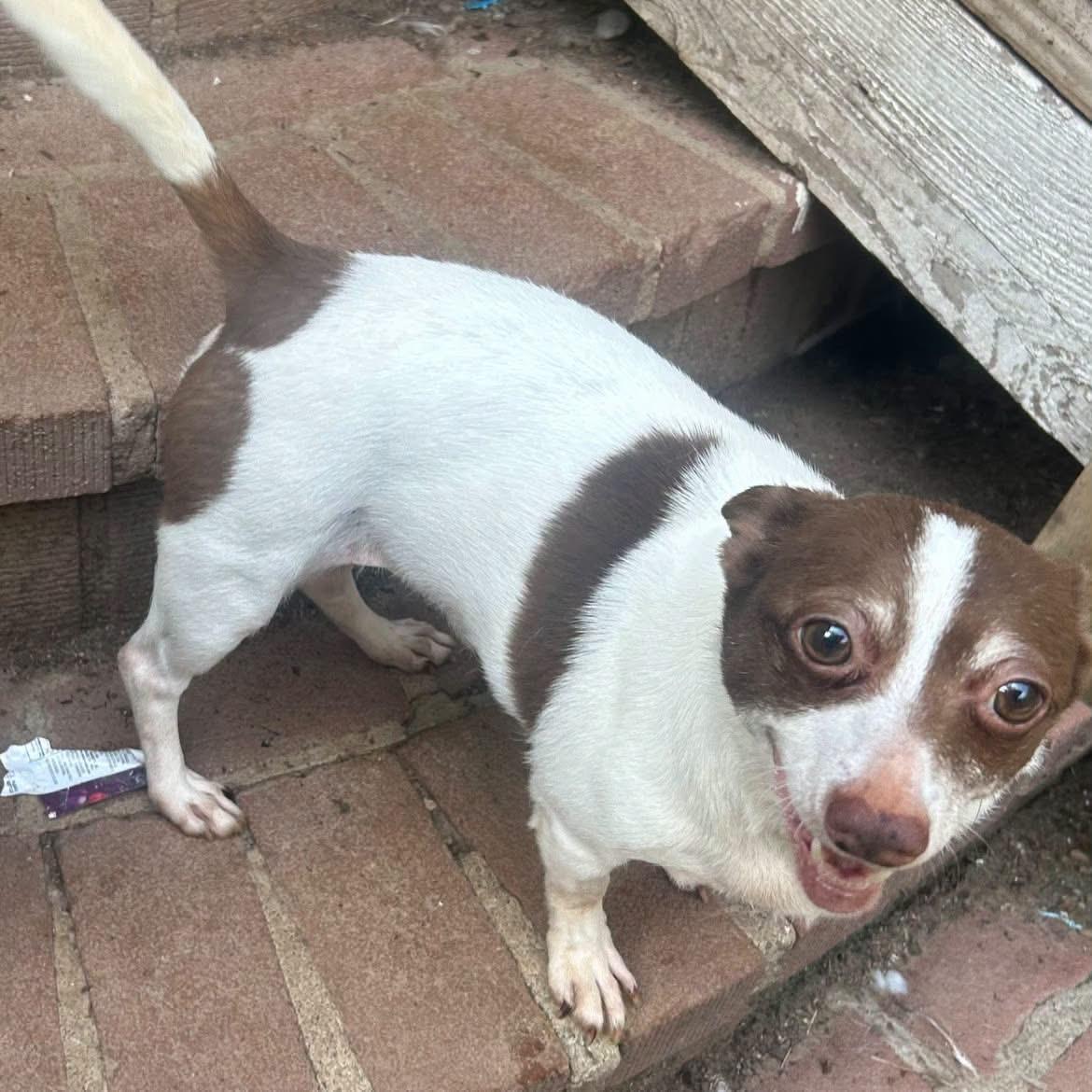 Enlarge Linda-UPDATE, a ADOPTABLE mixed breed in Oak Ridge, NJ image 1/2