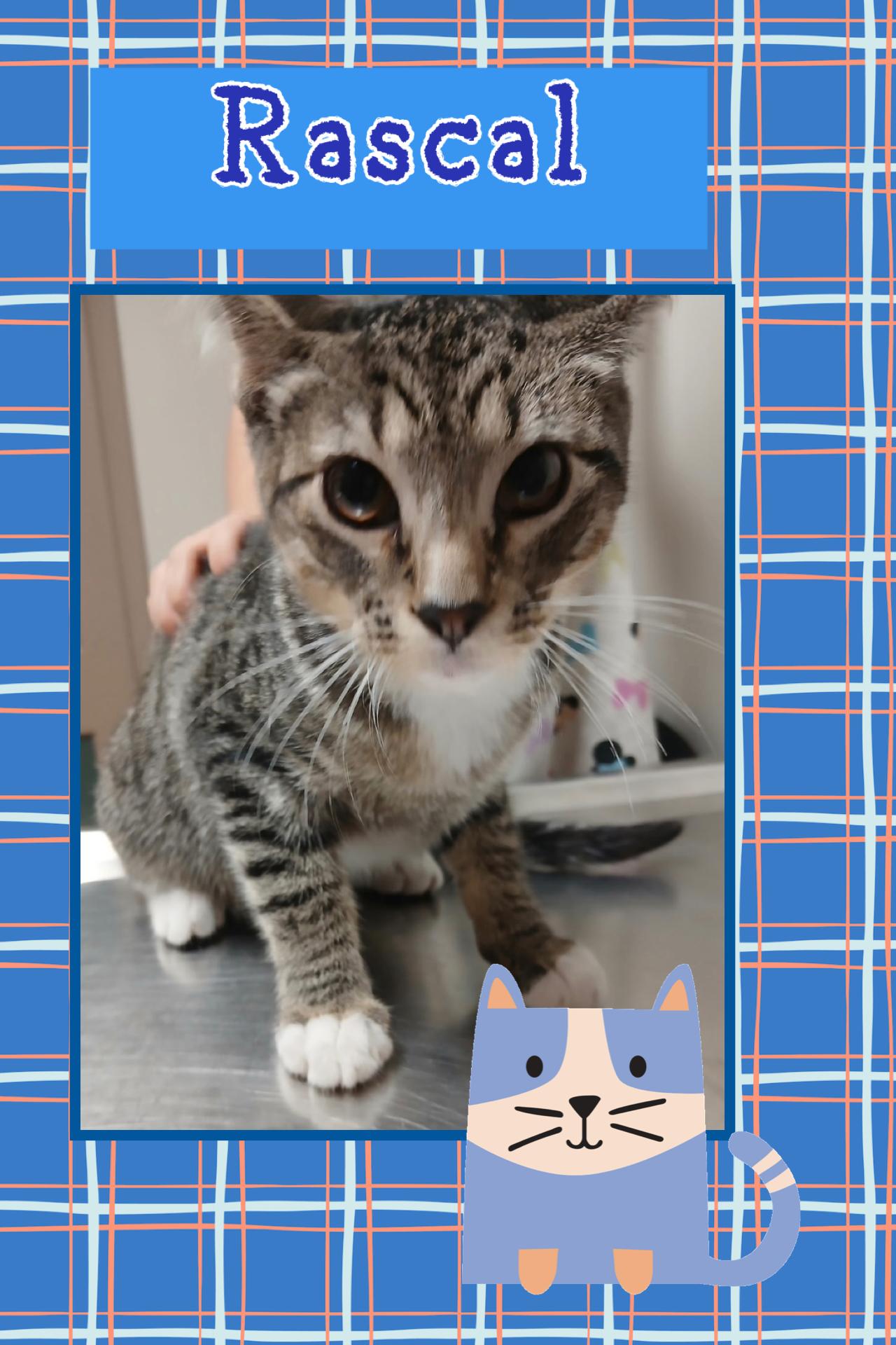 Enlarge Rascal, a Adoptable Domestic Short Hair in Kearney, NE image 1/1