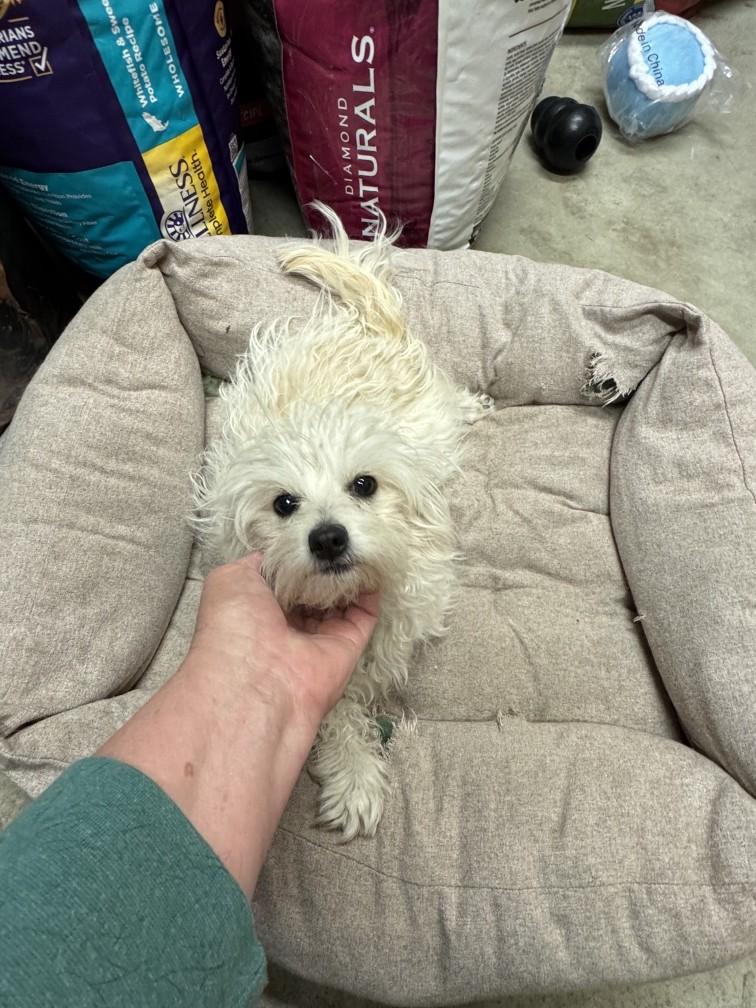 Lennon - Young Pup with a Loving Heart