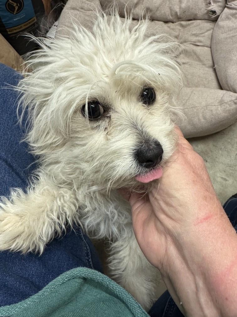 Lennon - Young Pup with a Loving Heart