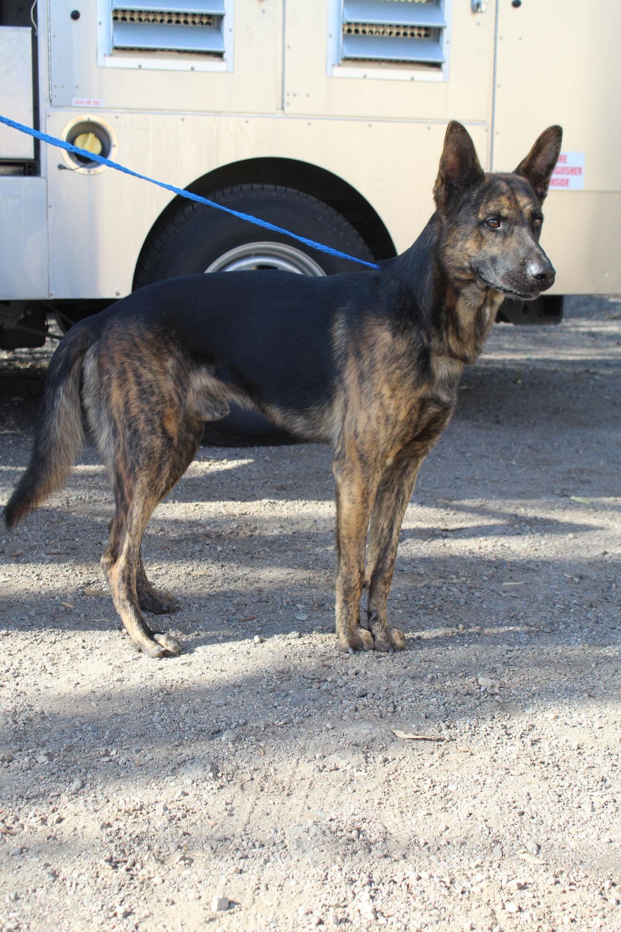 Grizmo, Adopted, Young Male Shepherd & Dutch Shepherd.