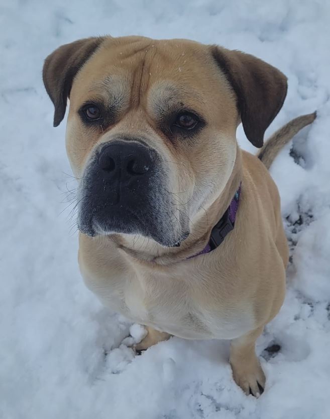 Dog for adoption Nipsy, a Mastiff Mix in Old Bridge, NJ Petfinder