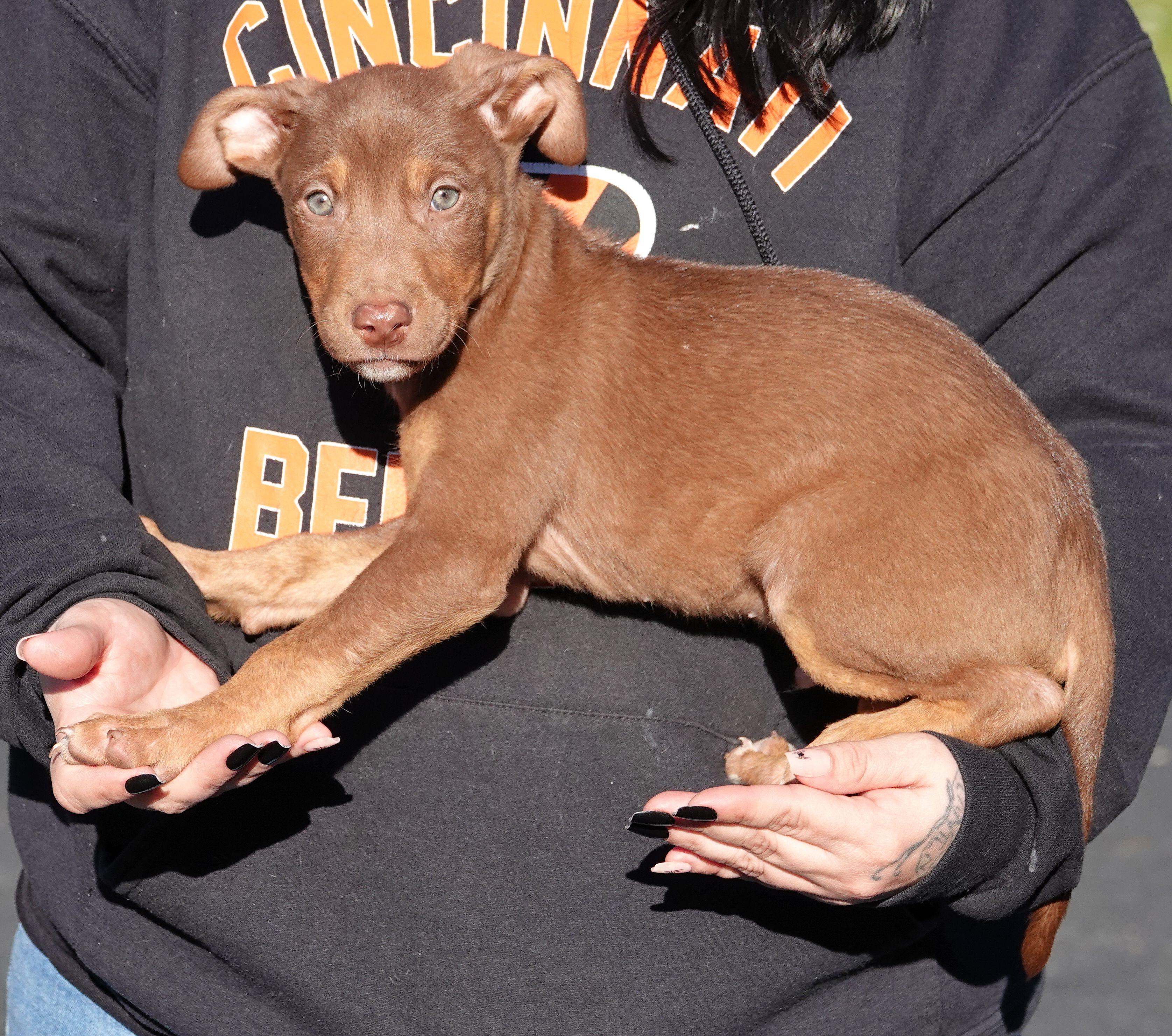 Enlarge Toffie, a Adoptable mixed breed in Millfield, OH image 3/3