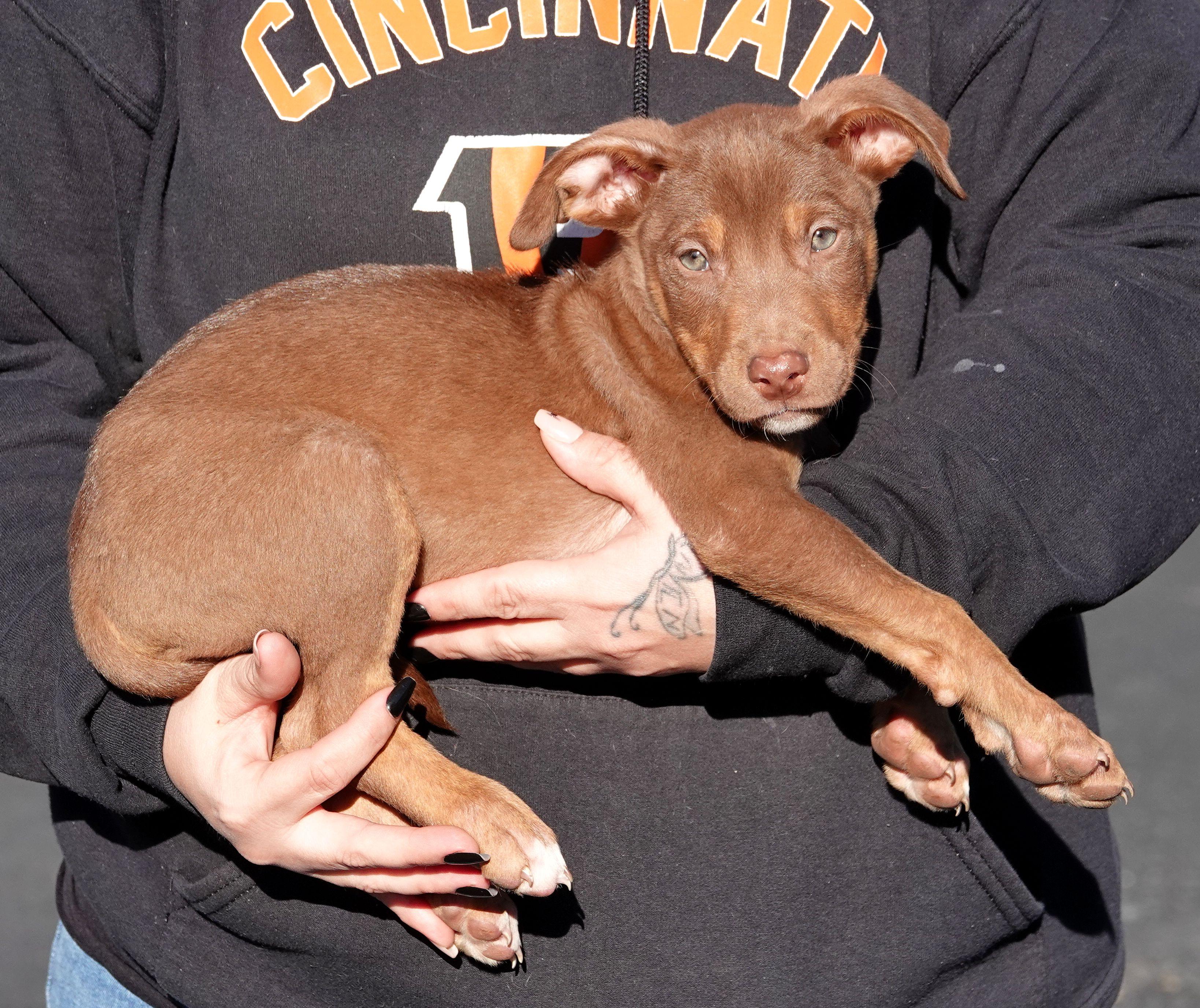 Enlarge Toffie, a Adoptable mixed breed in Millfield, OH image 2/3
