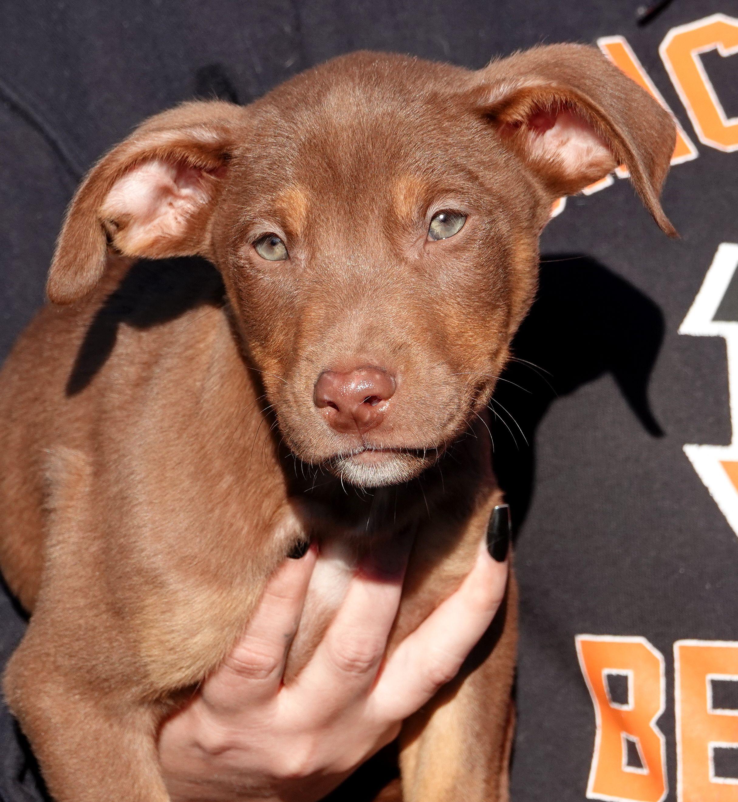 Enlarge Toffie, a Adoptable mixed breed in Millfield, OH image 1/3