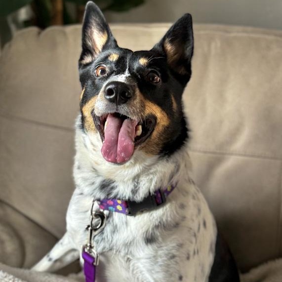 Sadie, ADOPTABLE, Adult Female Australian Cattle Dog / Blue Heeler.