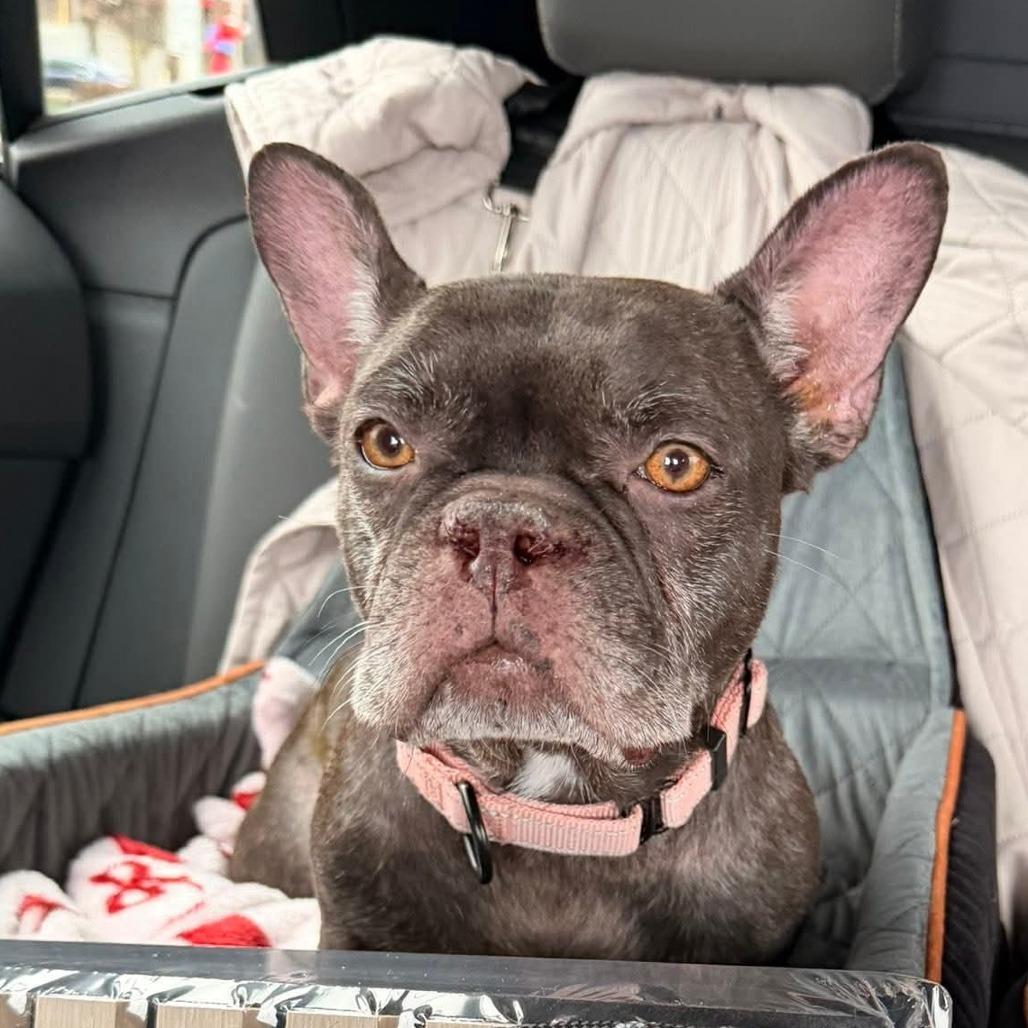 Noelle, Adoptable, Adult Female French Bulldog.
