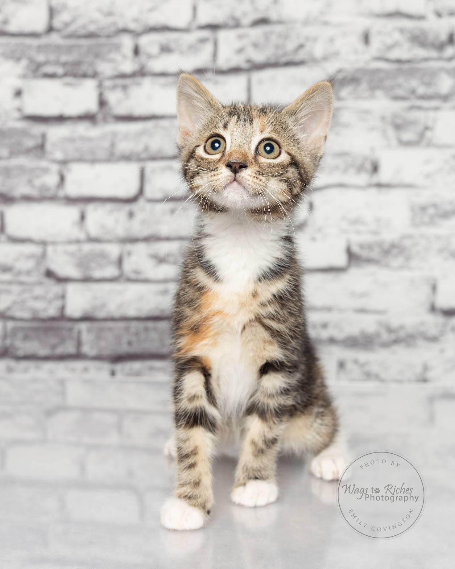 Enlarge Angelina -, a Adoptable mixed breed in White Plains, NY image 1/4
