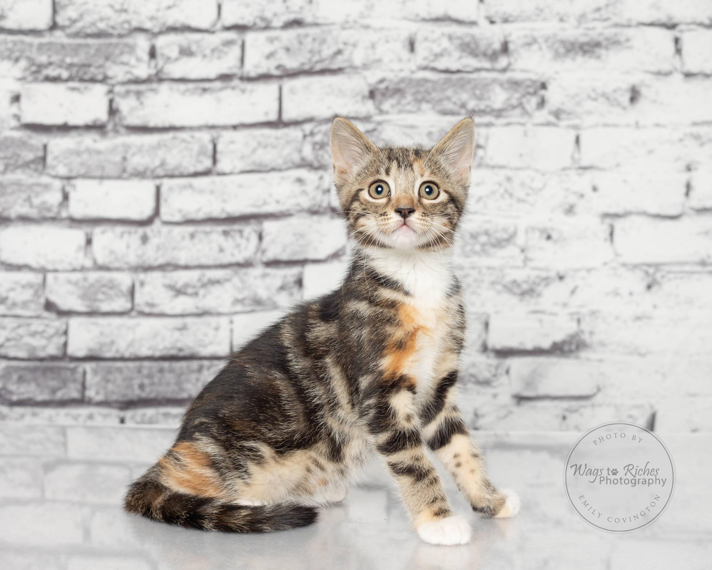 Enlarge Angelina -, a Adoptable mixed breed in White Plains, NY image 2/4