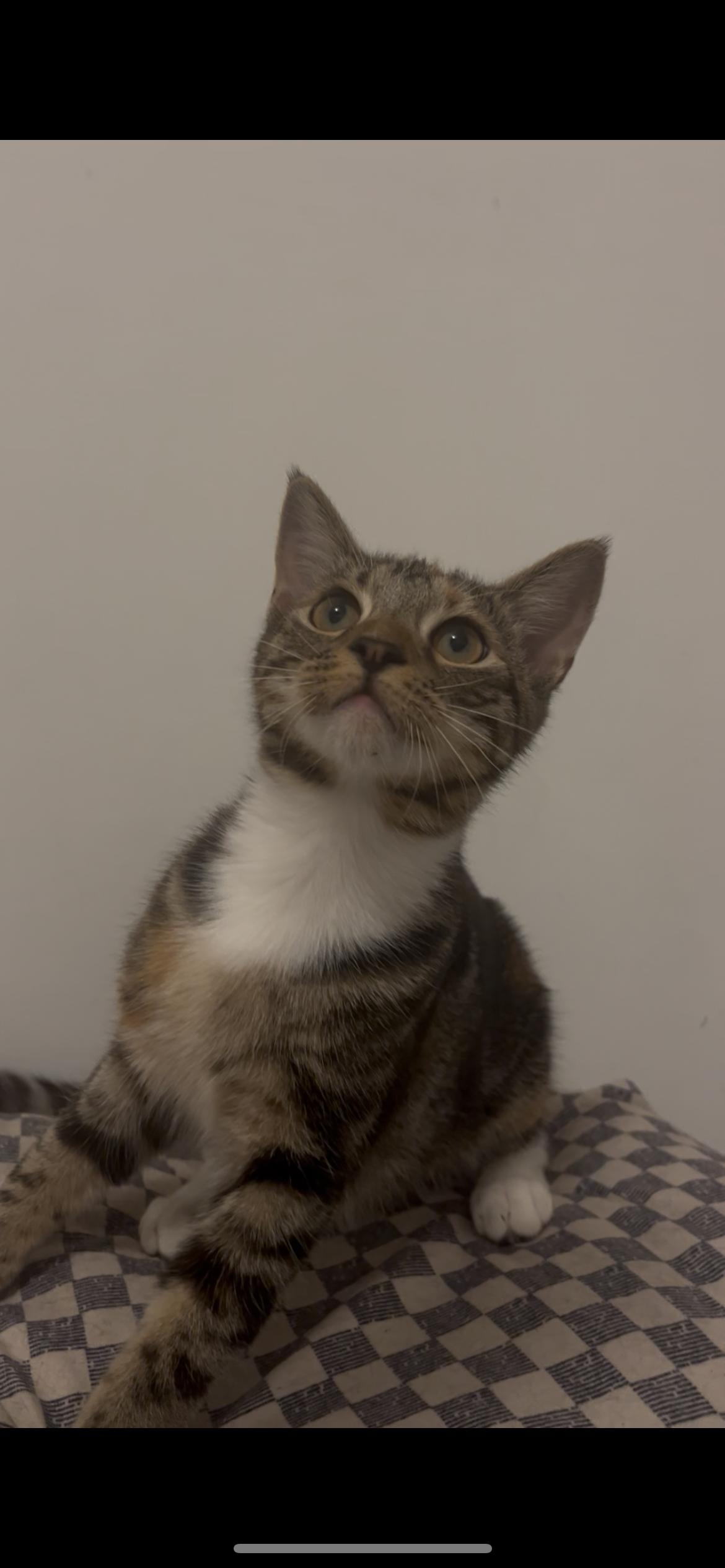 Enlarge Angelina -, a Adoptable mixed breed in White Plains, NY image 3/4