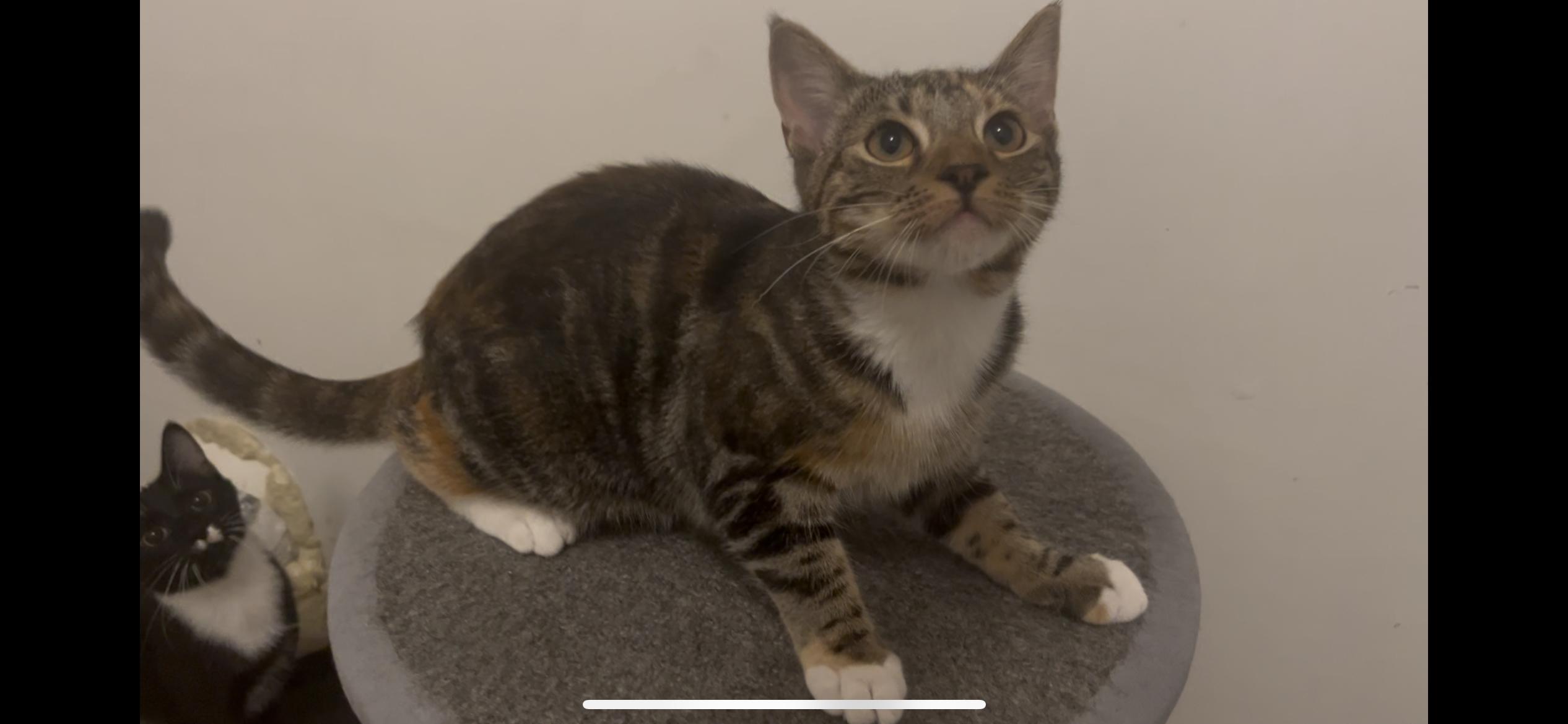Enlarge Angelina -, a Adoptable mixed breed in White Plains, NY image 4/4