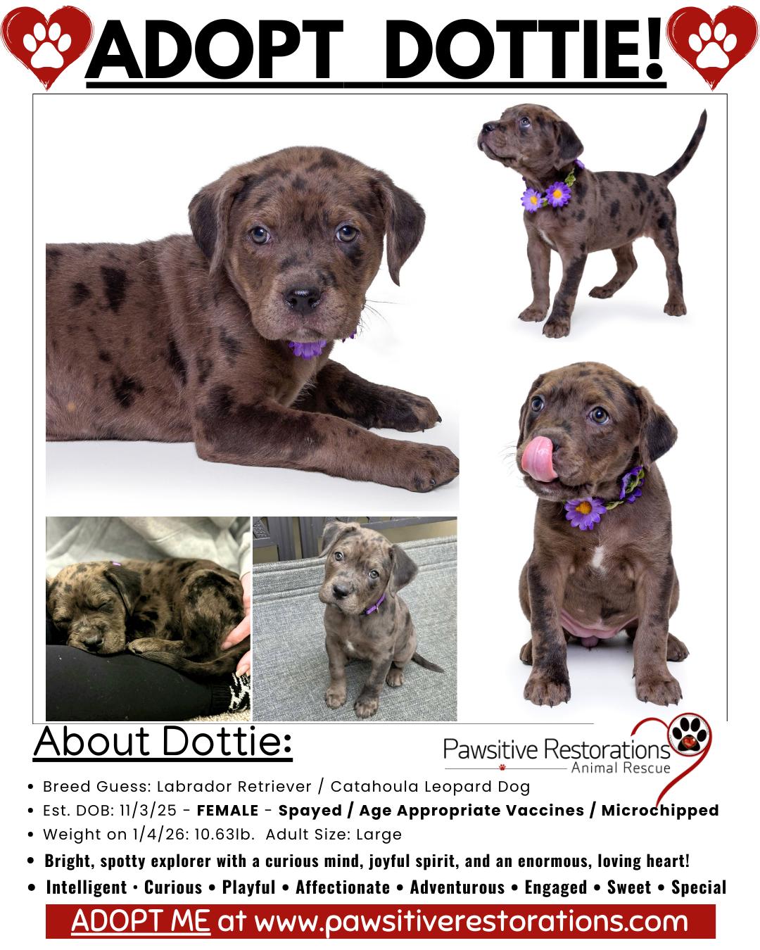 DOTTIE ❤️, Adoptable, Puppy Female Catahoula Leopard Dog & Labrador Retriever.
