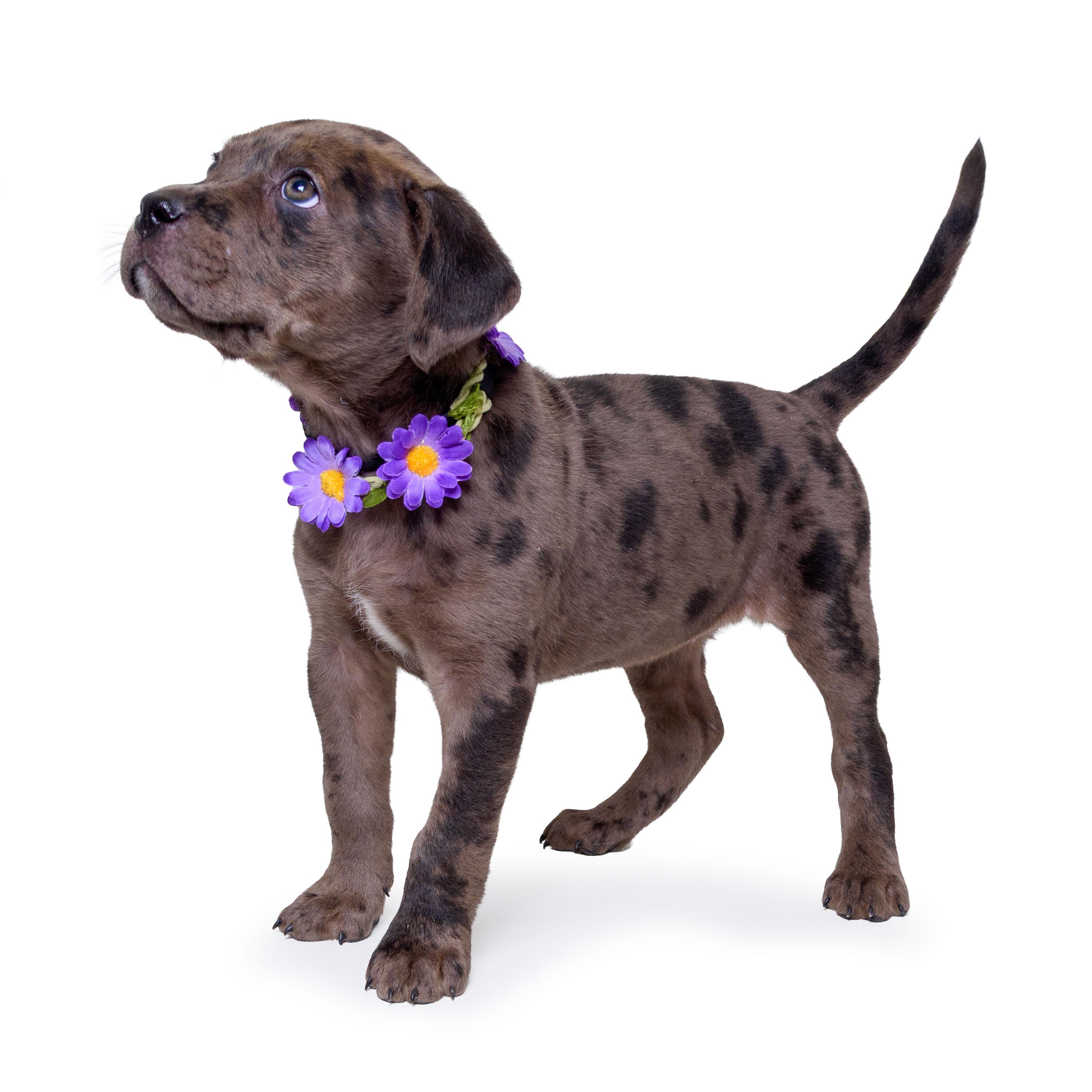 DOTTIE ❤️, Adoptable, Puppy Female Catahoula Leopard Dog & Labrador Retriever.