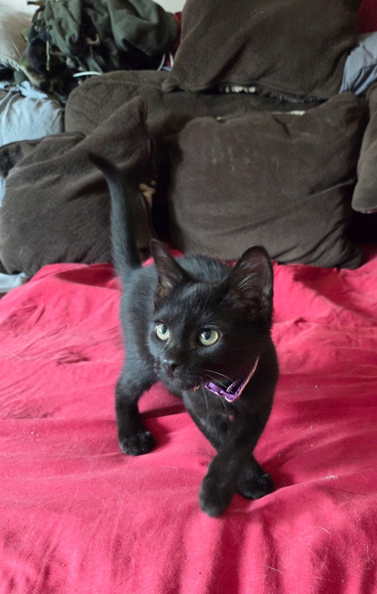 Enlarge Bartlett, a Adoptable Domestic Short Hair in Manhattan, KS image 5/5