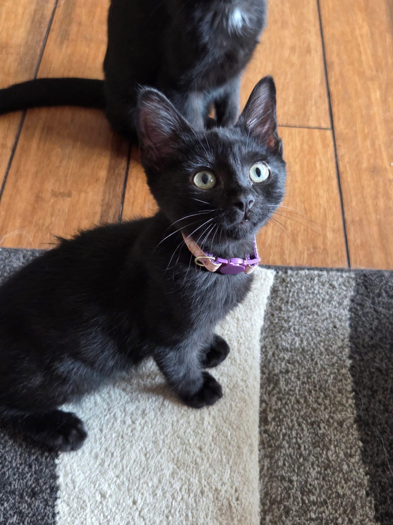 Enlarge Bartlett, a Adoptable Domestic Short Hair in Manhattan, KS image 3/5