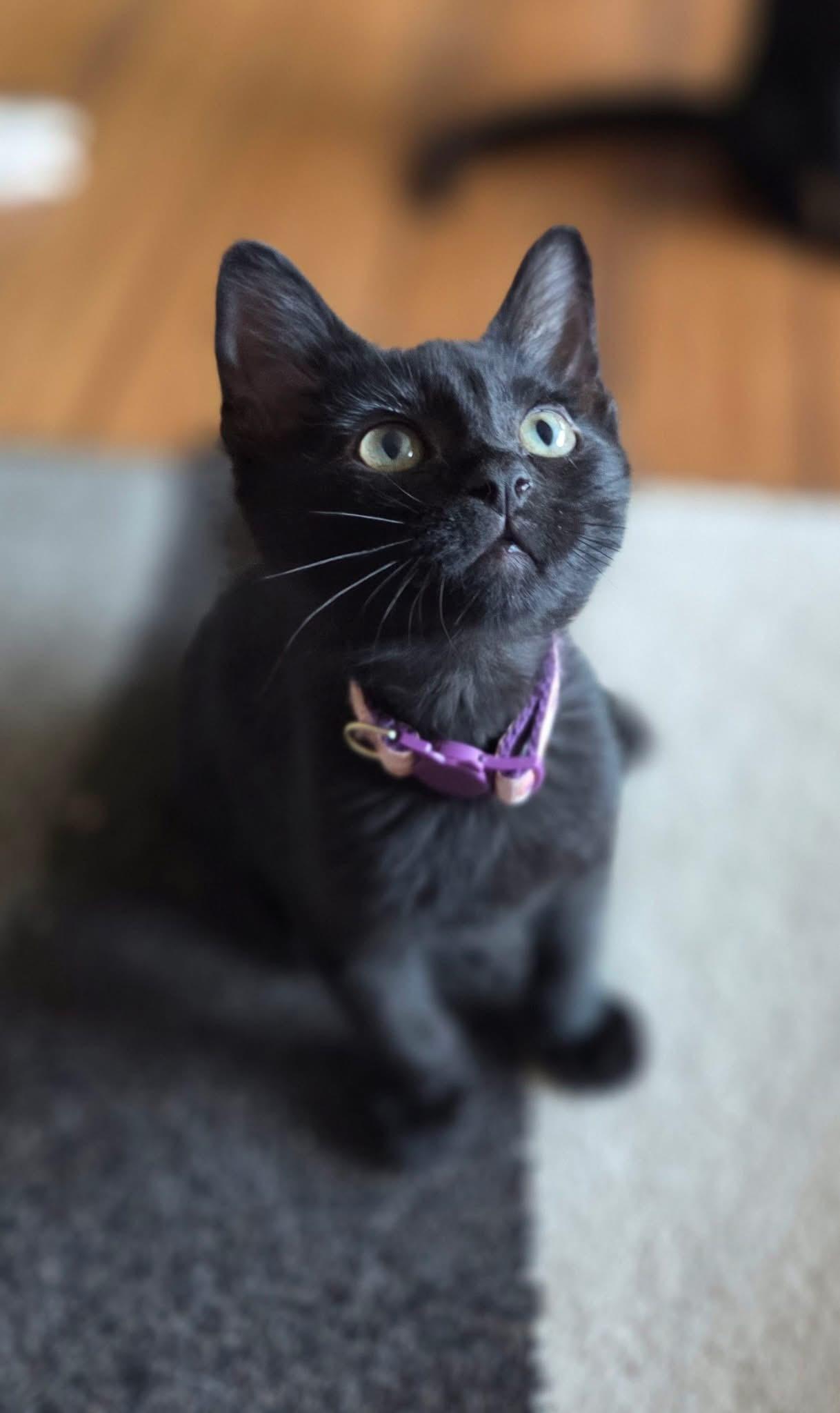 Enlarge Bartlett, a Adoptable Domestic Short Hair in Manhattan, KS image 2/5