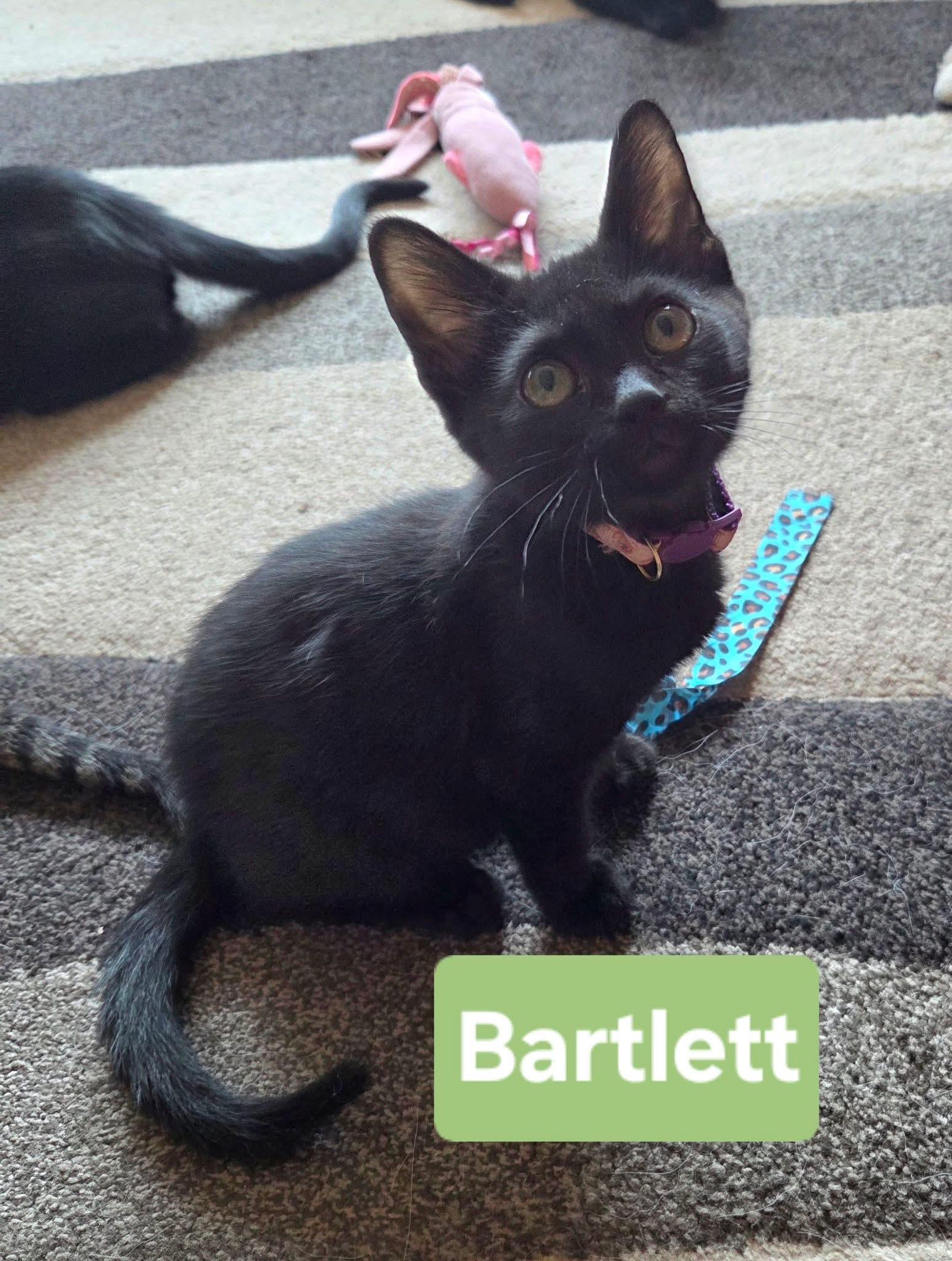 Bartlett, Adoptable, Kitten Male Domestic Short Hair.