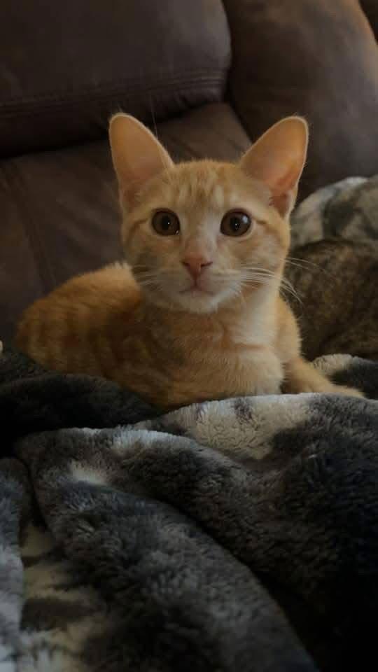 Enlarge Nacho, a Adoptable Domestic Short Hair in Cromwell, KY image 1/1