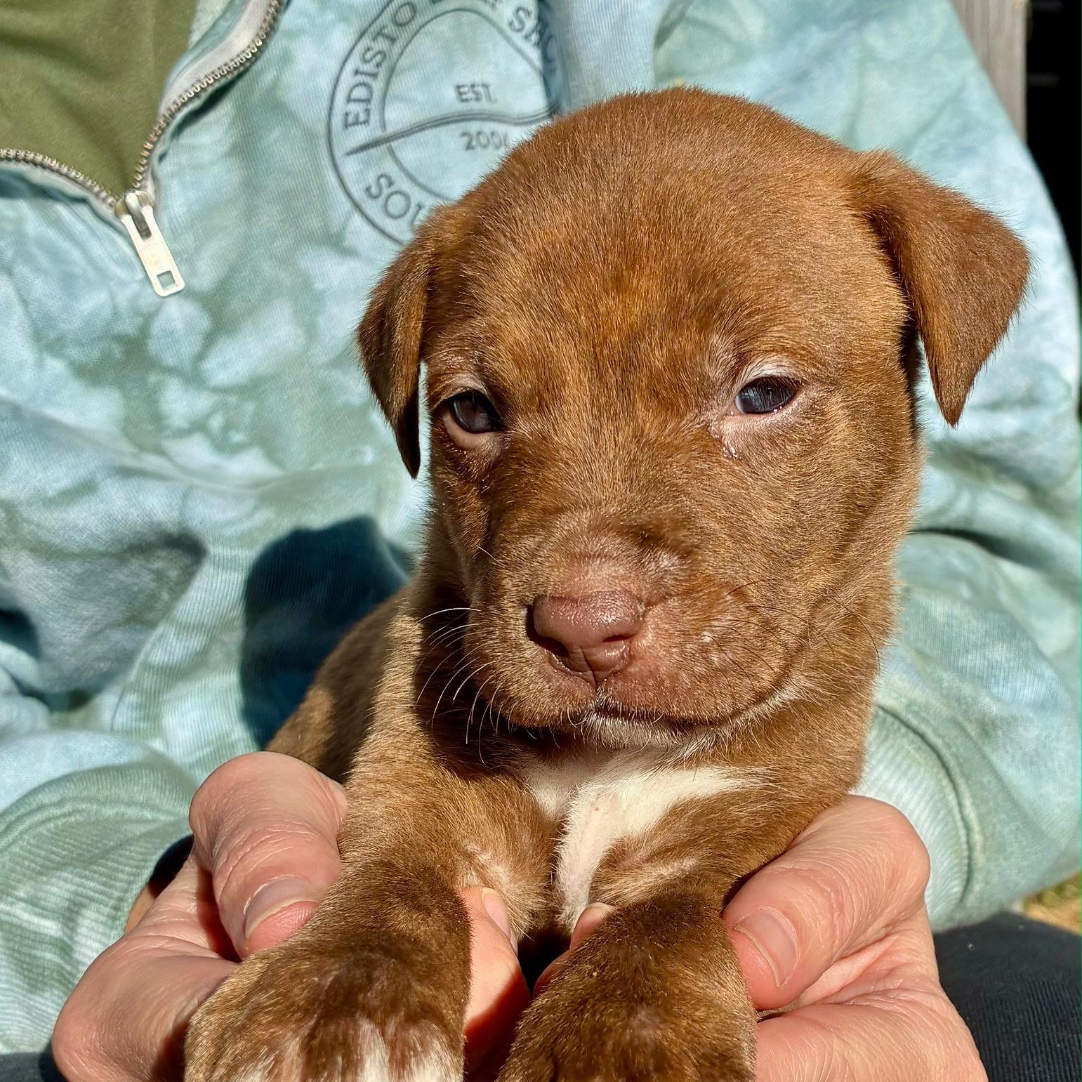 Enlarge Kringle, an adopted mixed breed in Waxhaw, NC image 6/6