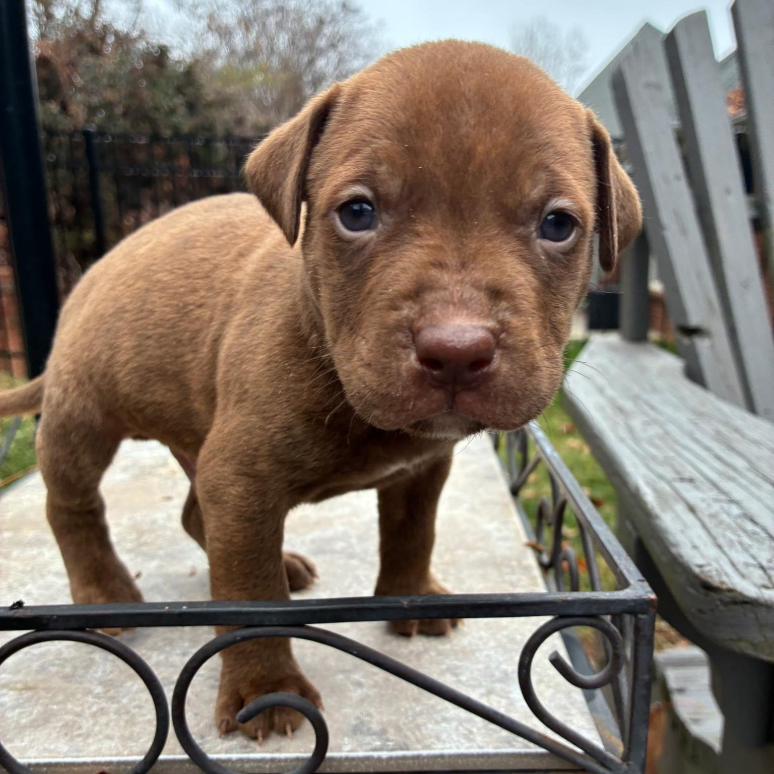 Kringle, ADOPTABLE, Puppy Male Retriever & Terrier.